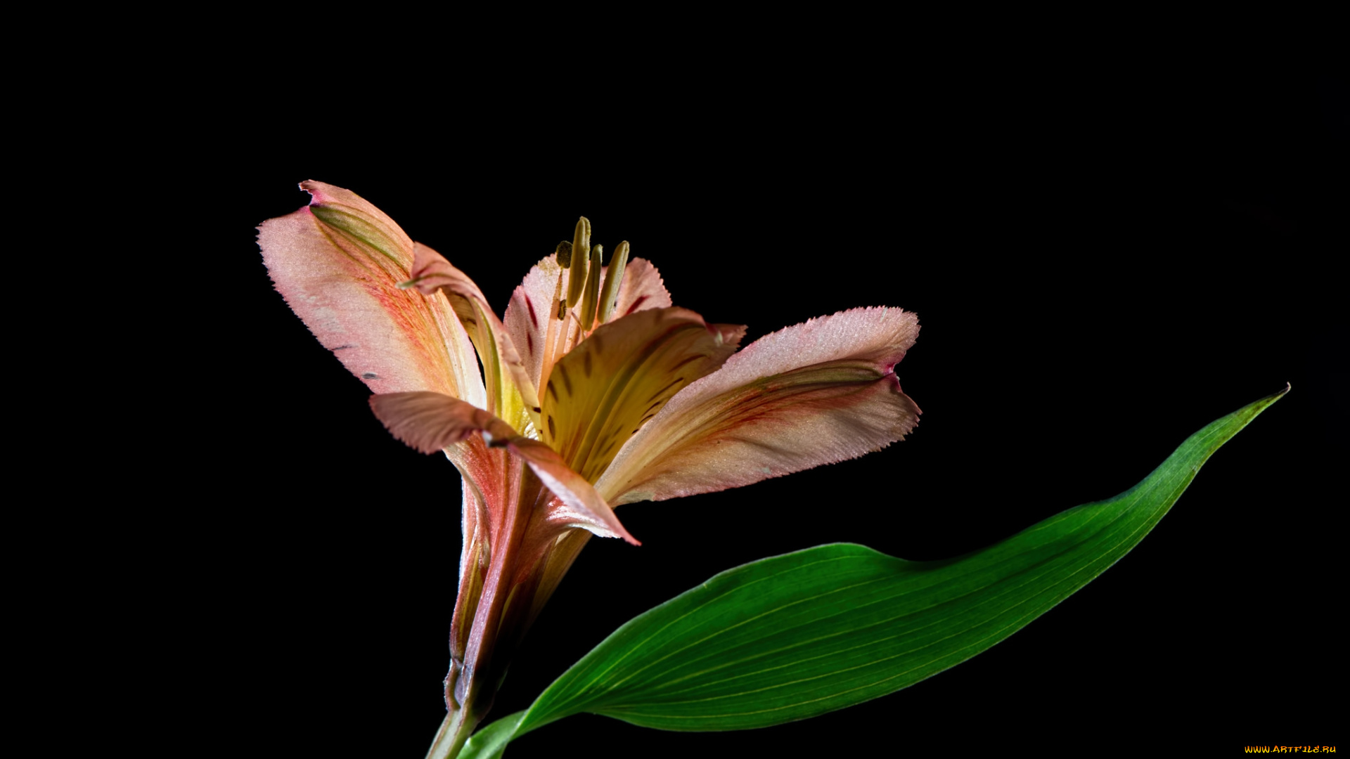 цветы, альстромерия, лилия