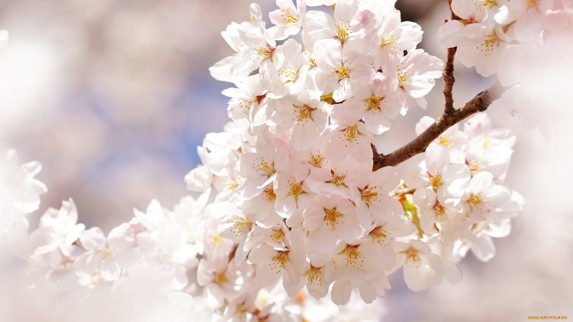 цветы, цветущие, деревья, , , кустарники, цветение, ветка, белые, цветочки, листья