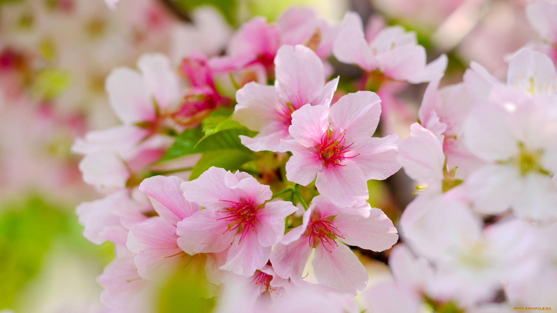 цветы, цветущие, деревья, , , кустарники, ветка, цветочки, цветение, листья