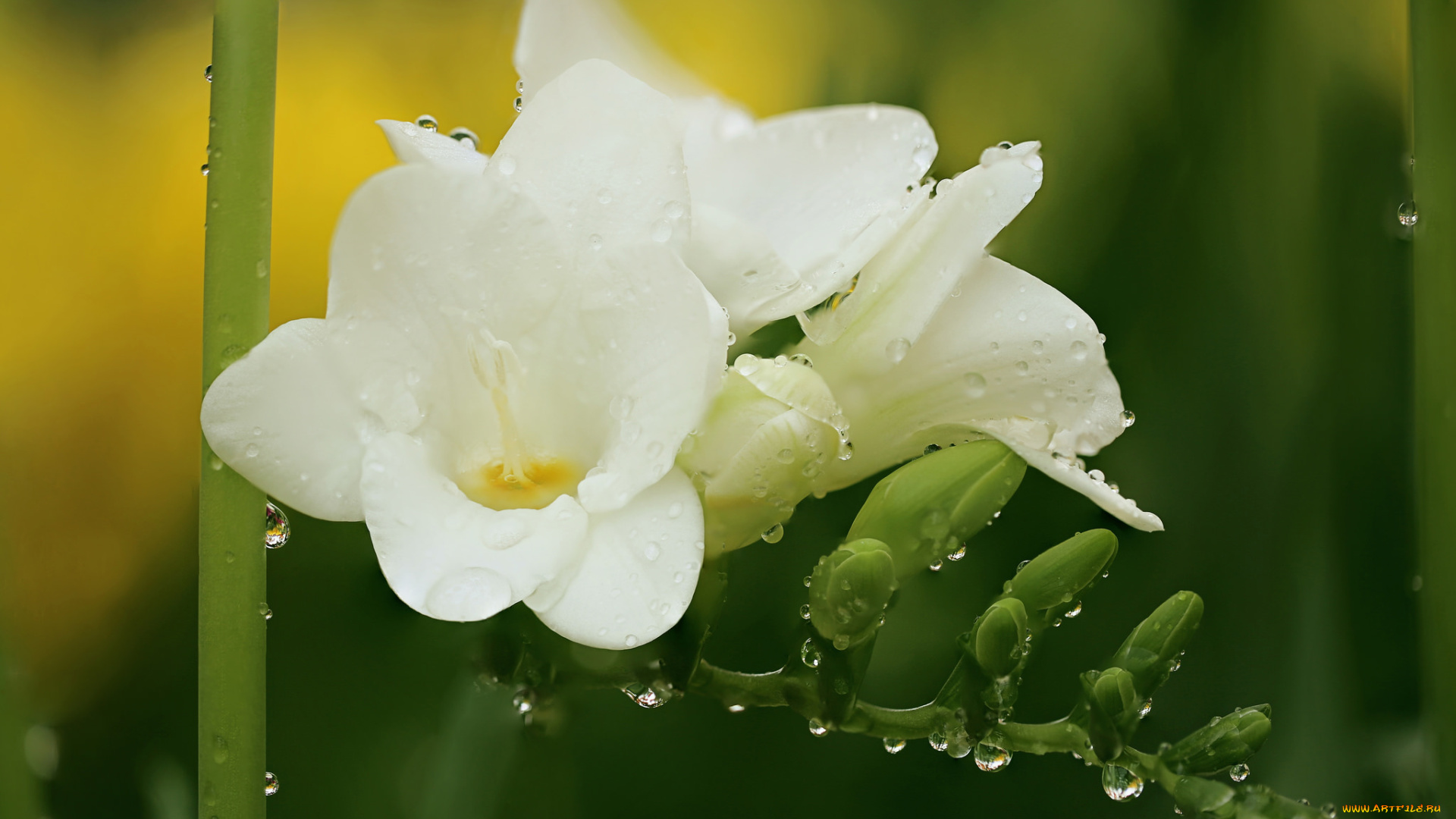 цветы, фрезия, лепестки, нежность, цветения