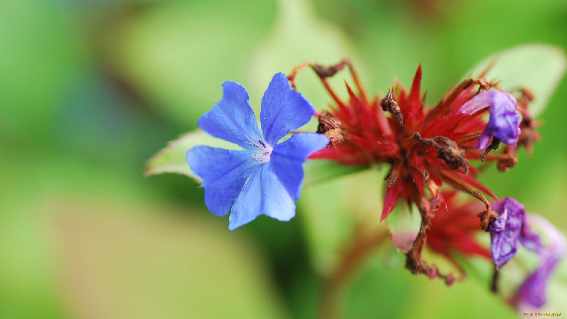 цветы, голубой, цветок, макро, фон