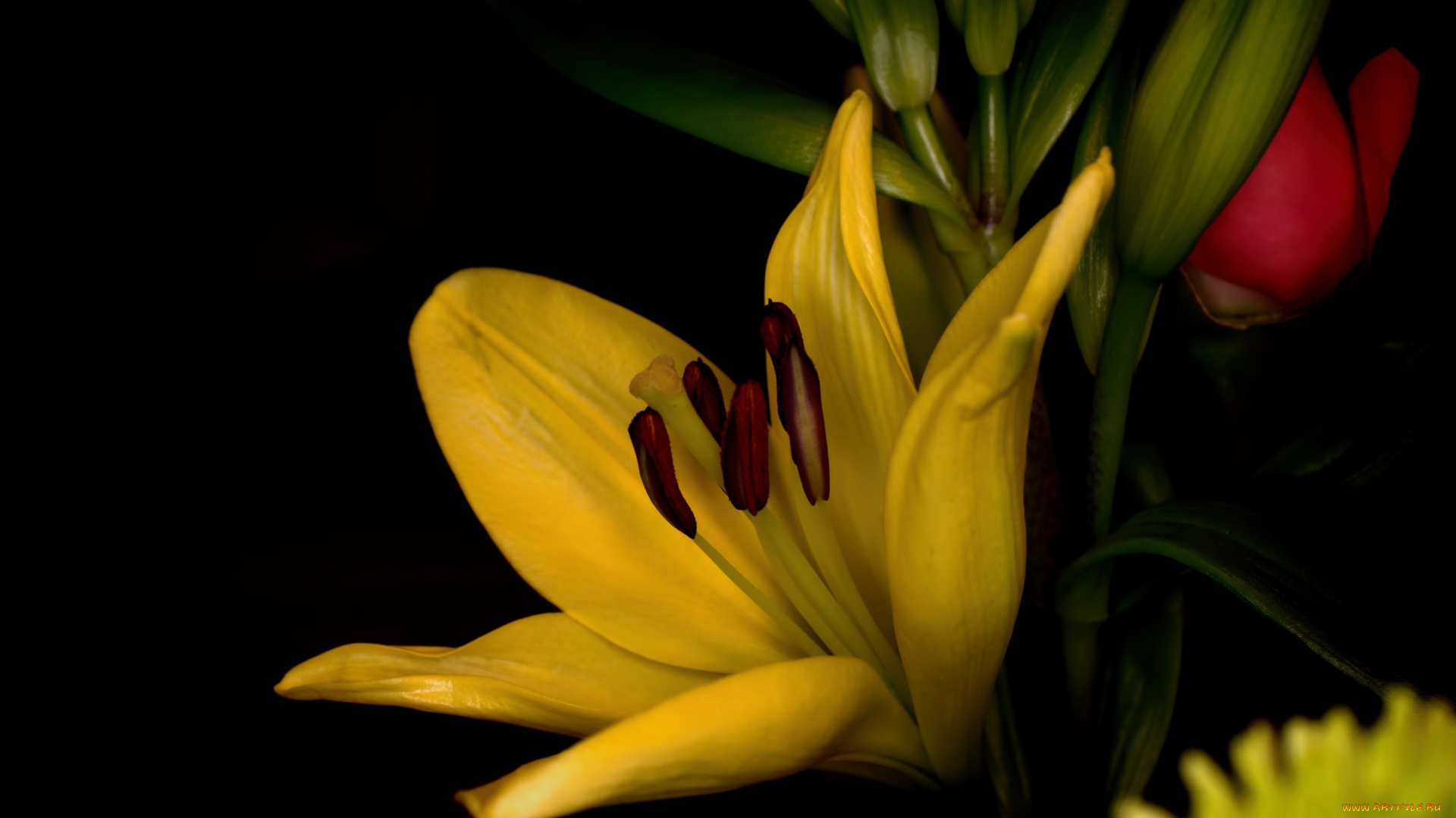 цветы, лилии, , лилейники, лилия