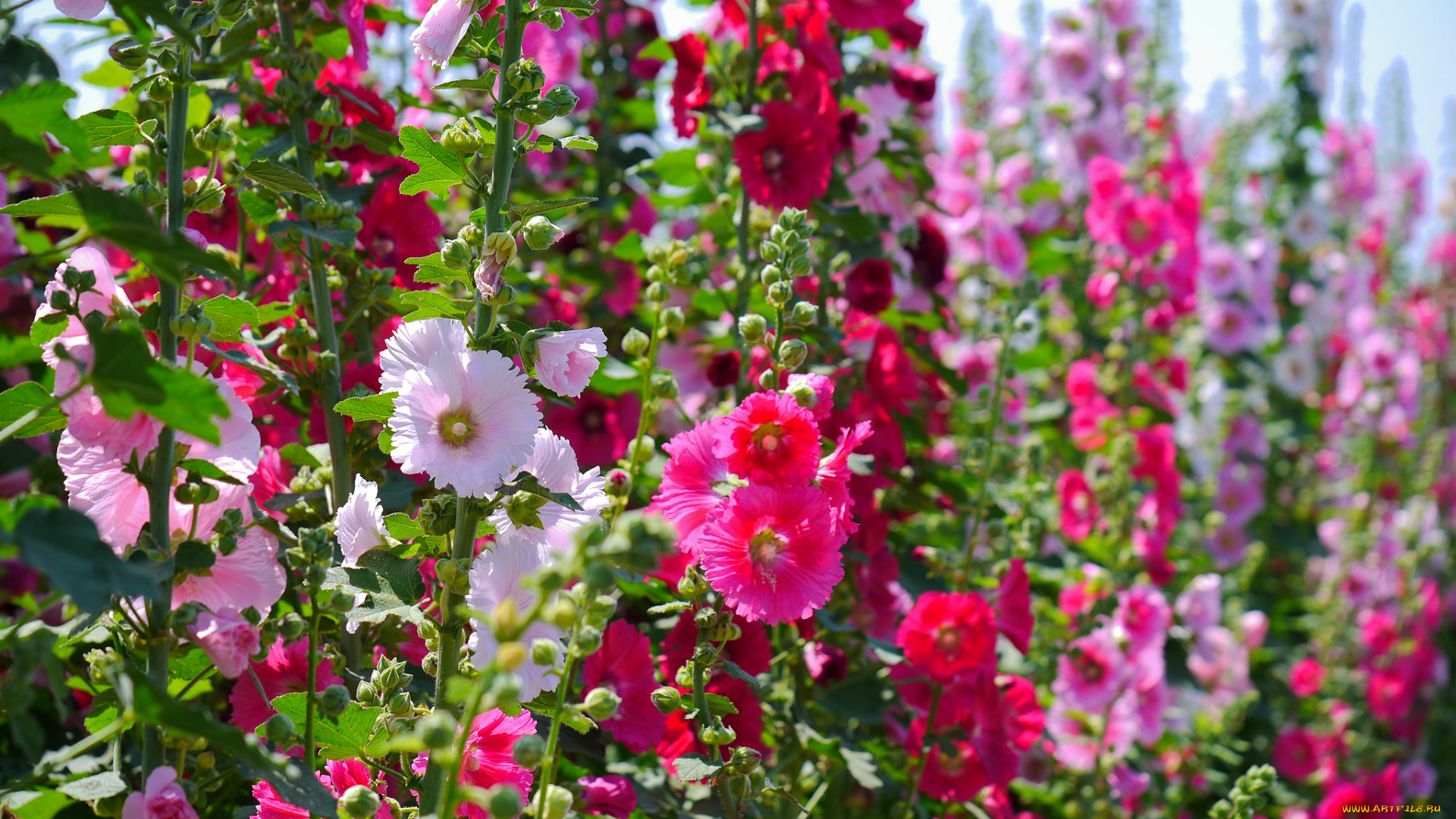 цветы, мальвы, красота, цветение, яркость, лепестки, бутоны, мальва