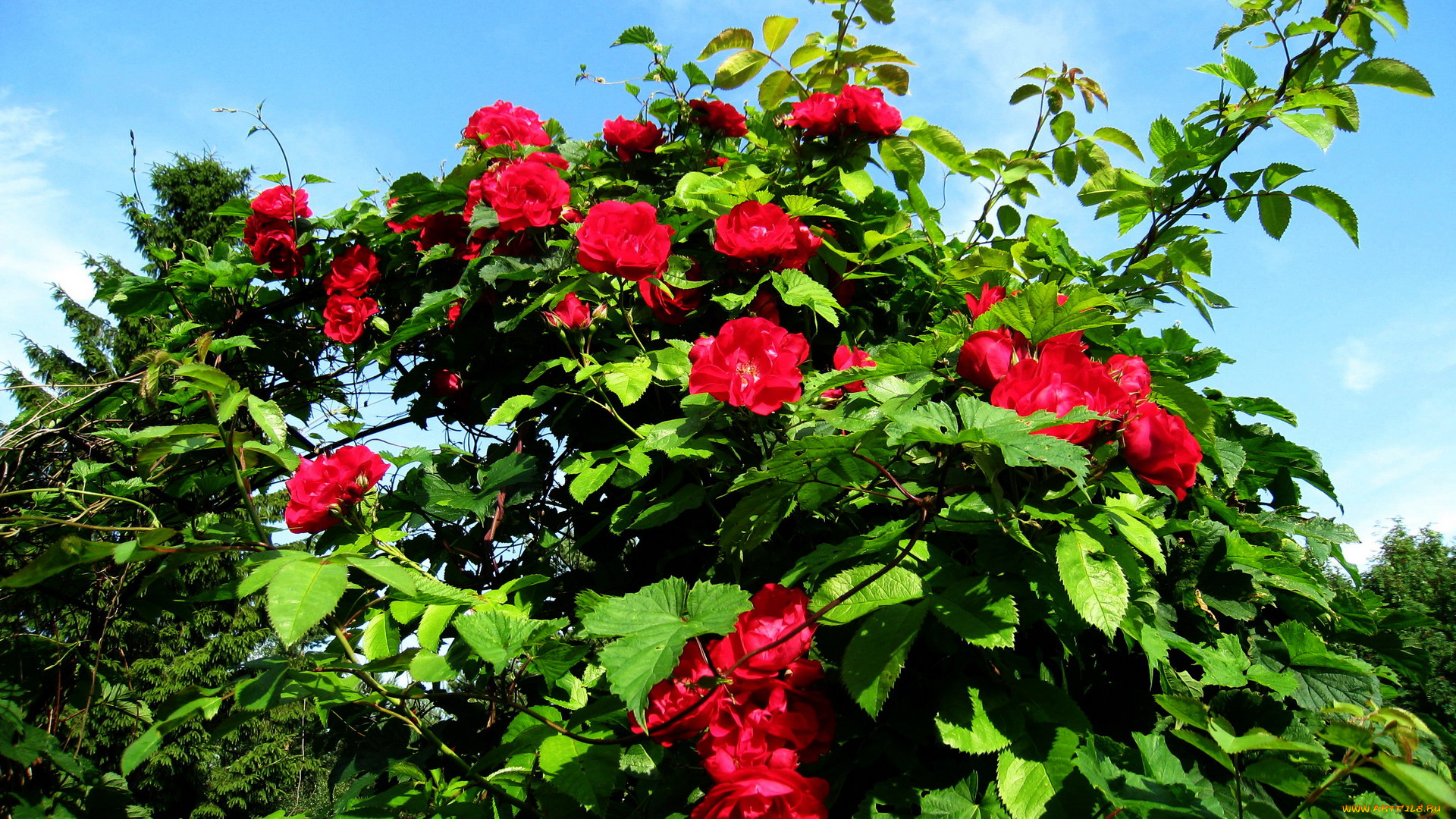 цветы, розы, куст