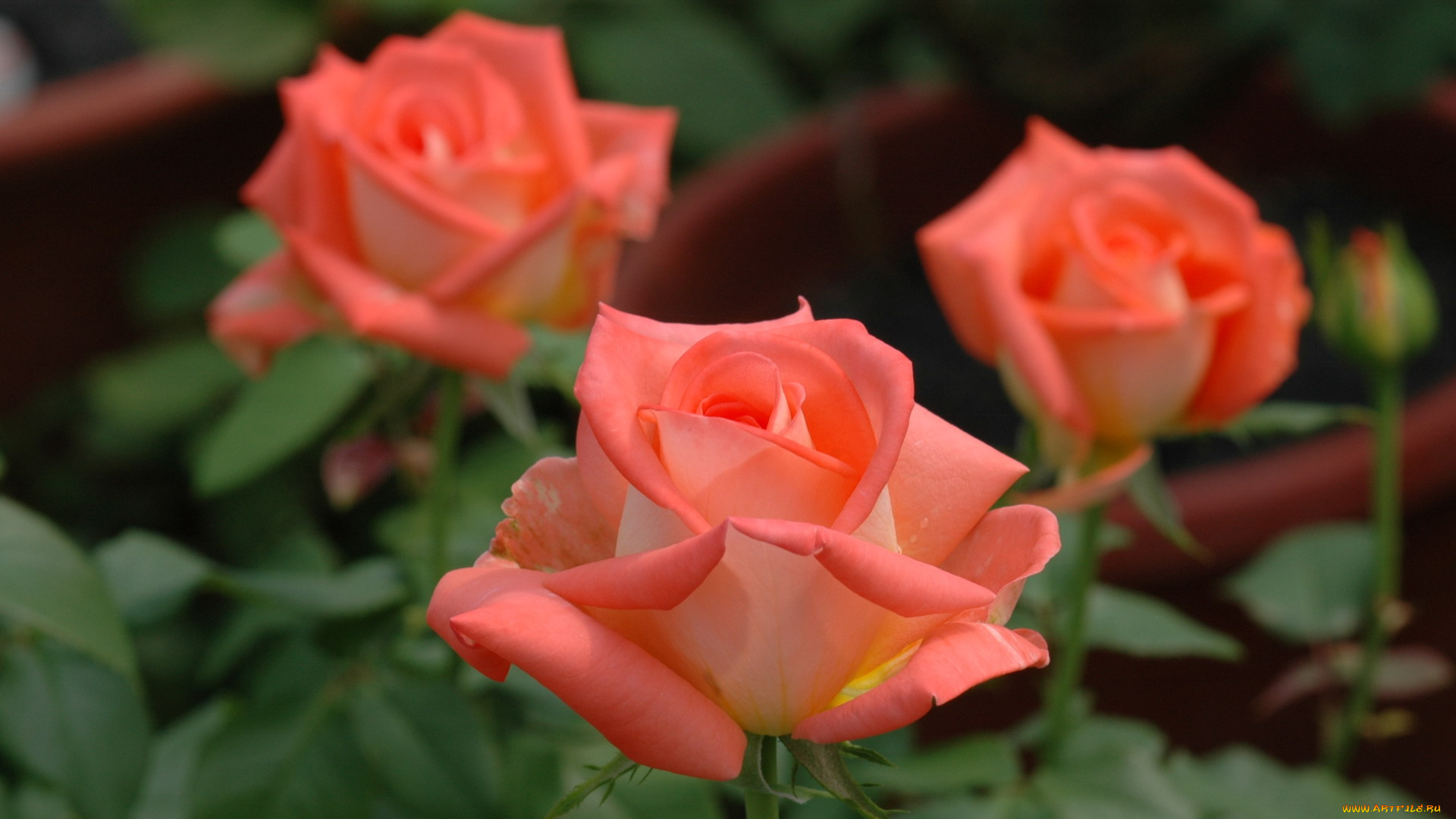 цветы, розы, персиковый