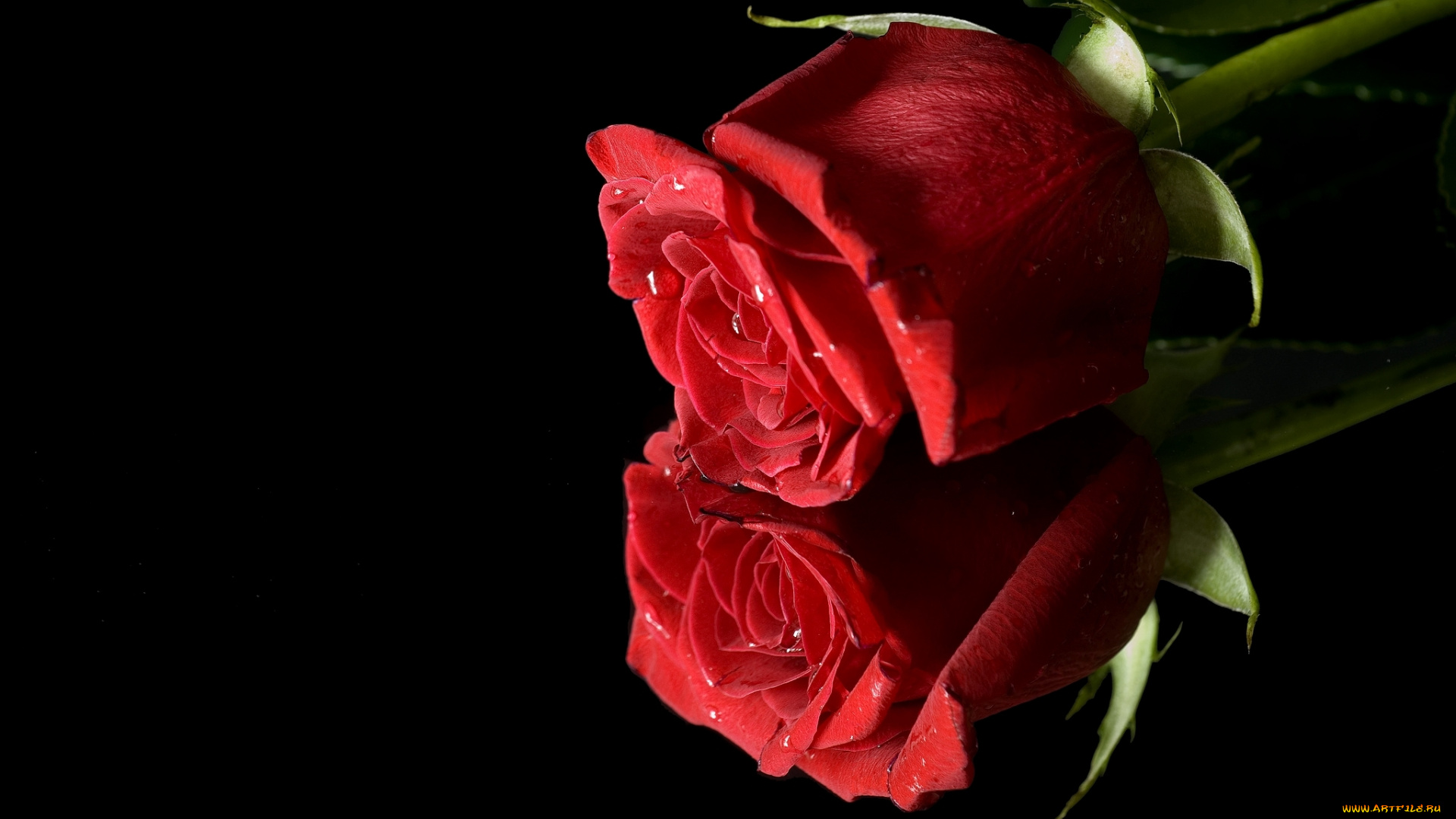 цветы, розы, роза, красный, отражение, бутон