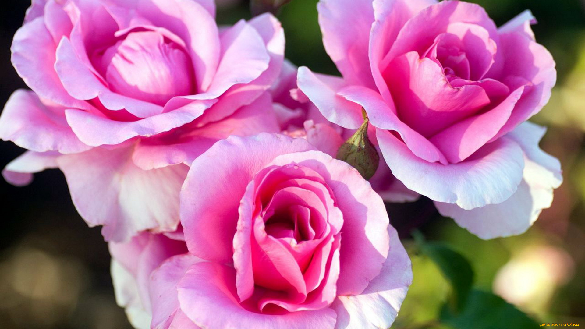 цветы, розы, розовый