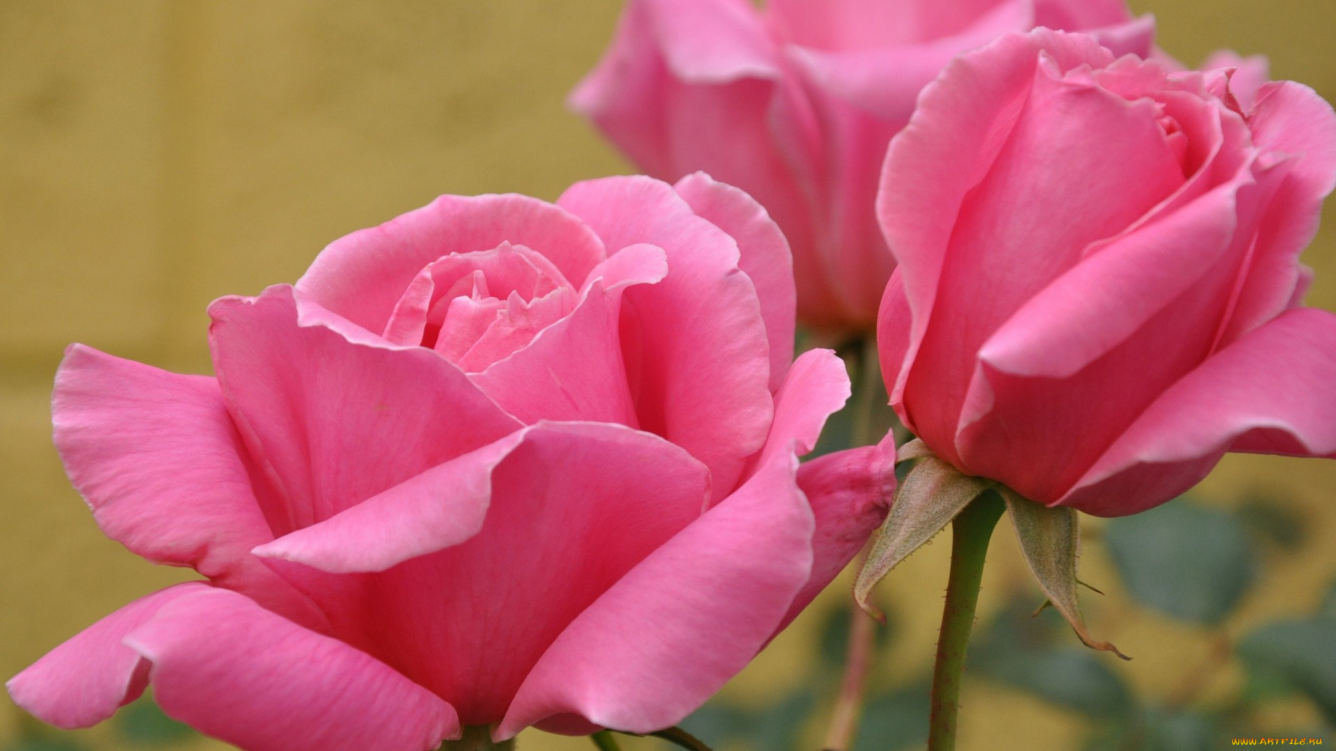 цветы, розы, розовый