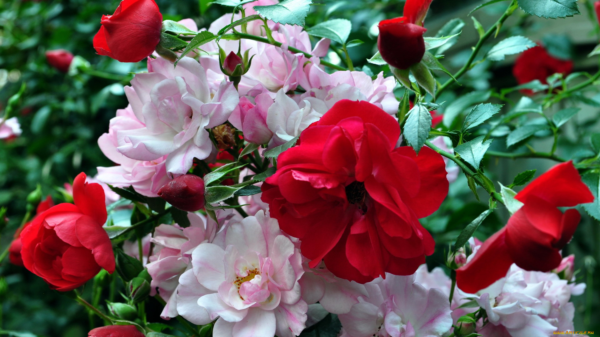 цветы, розы, розовый, красный