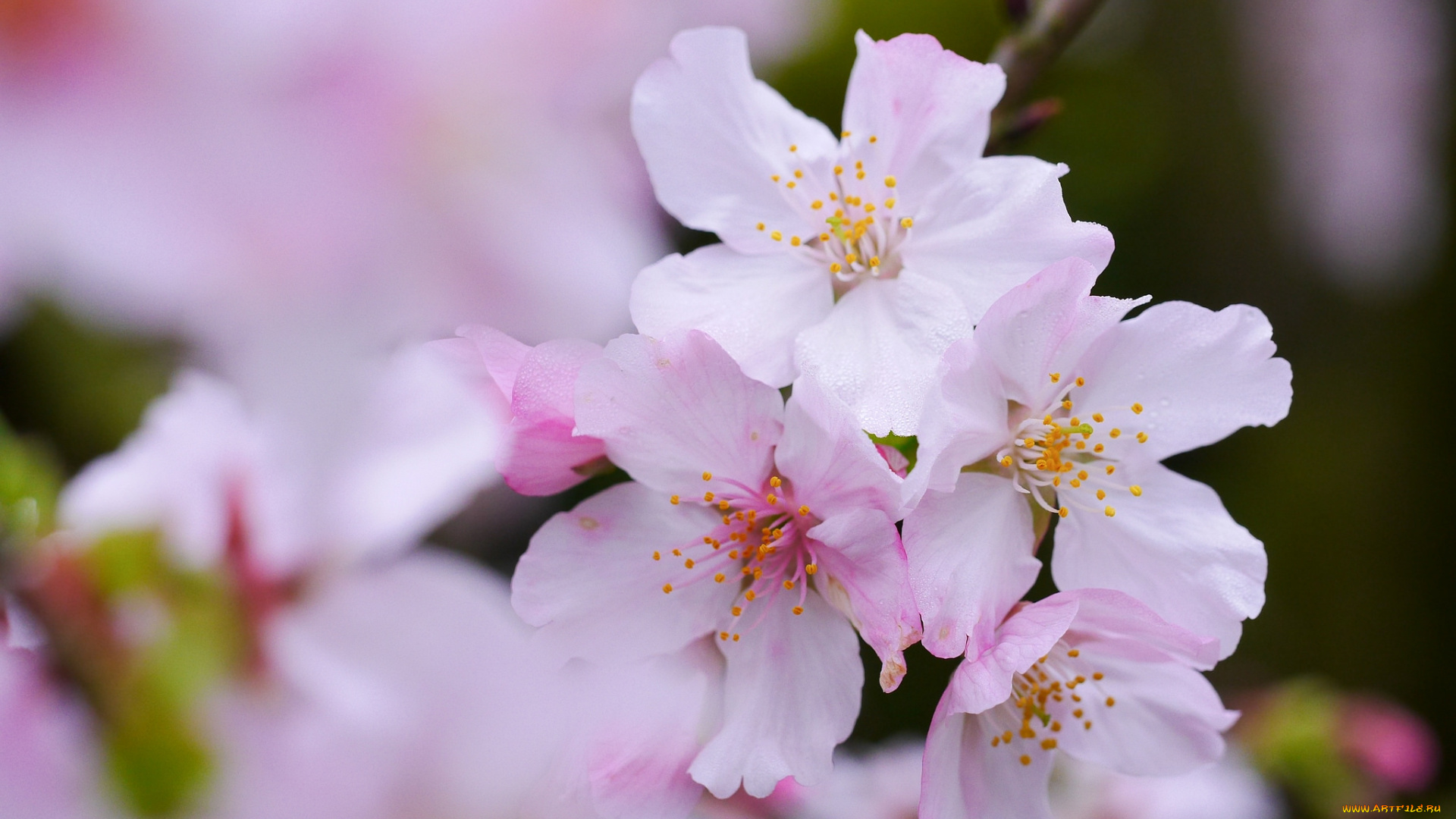 цветы, сакура, , вишня, листья, цветки, цветущая, веточка, ветка