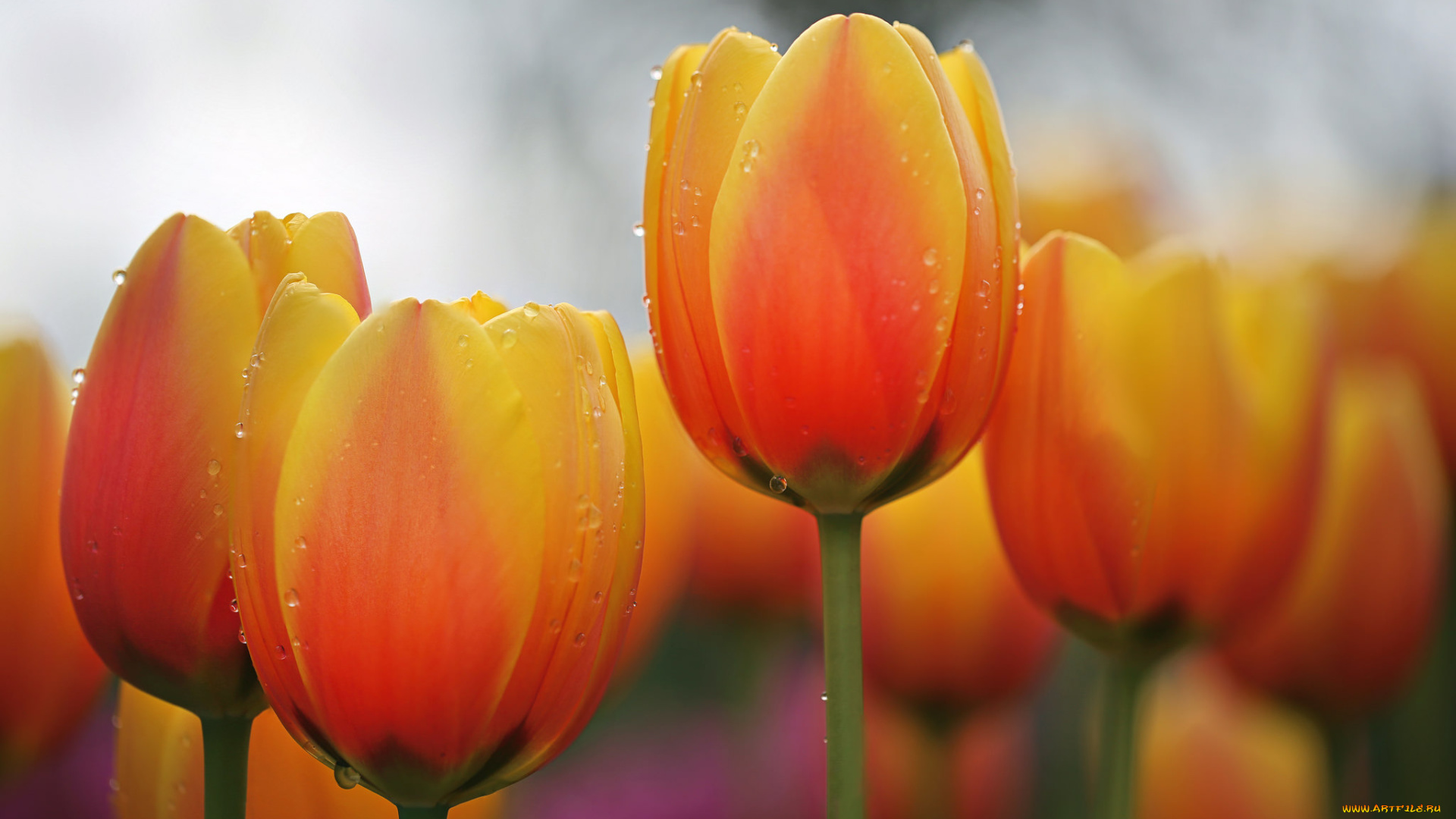 цветы, тюльпаны, нежность, цветение, лепестки, тюльпан