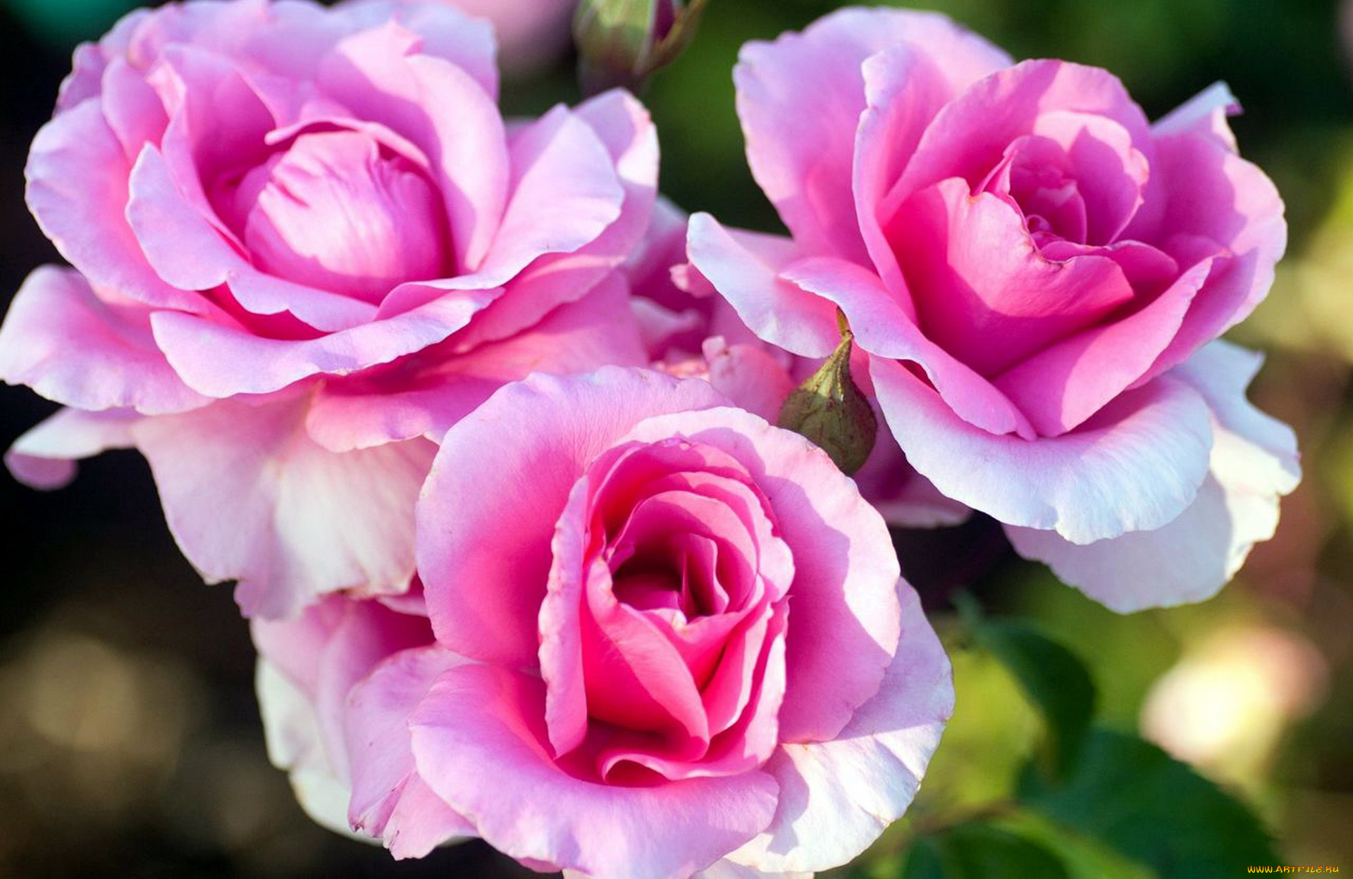 цветы, розы, розовый