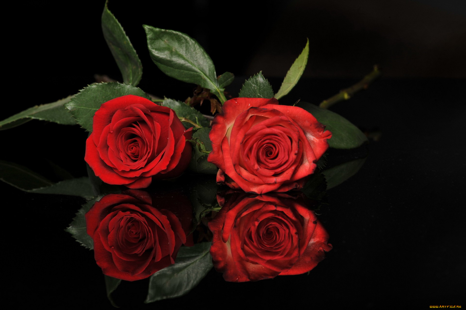 цветы, розы, дуэт