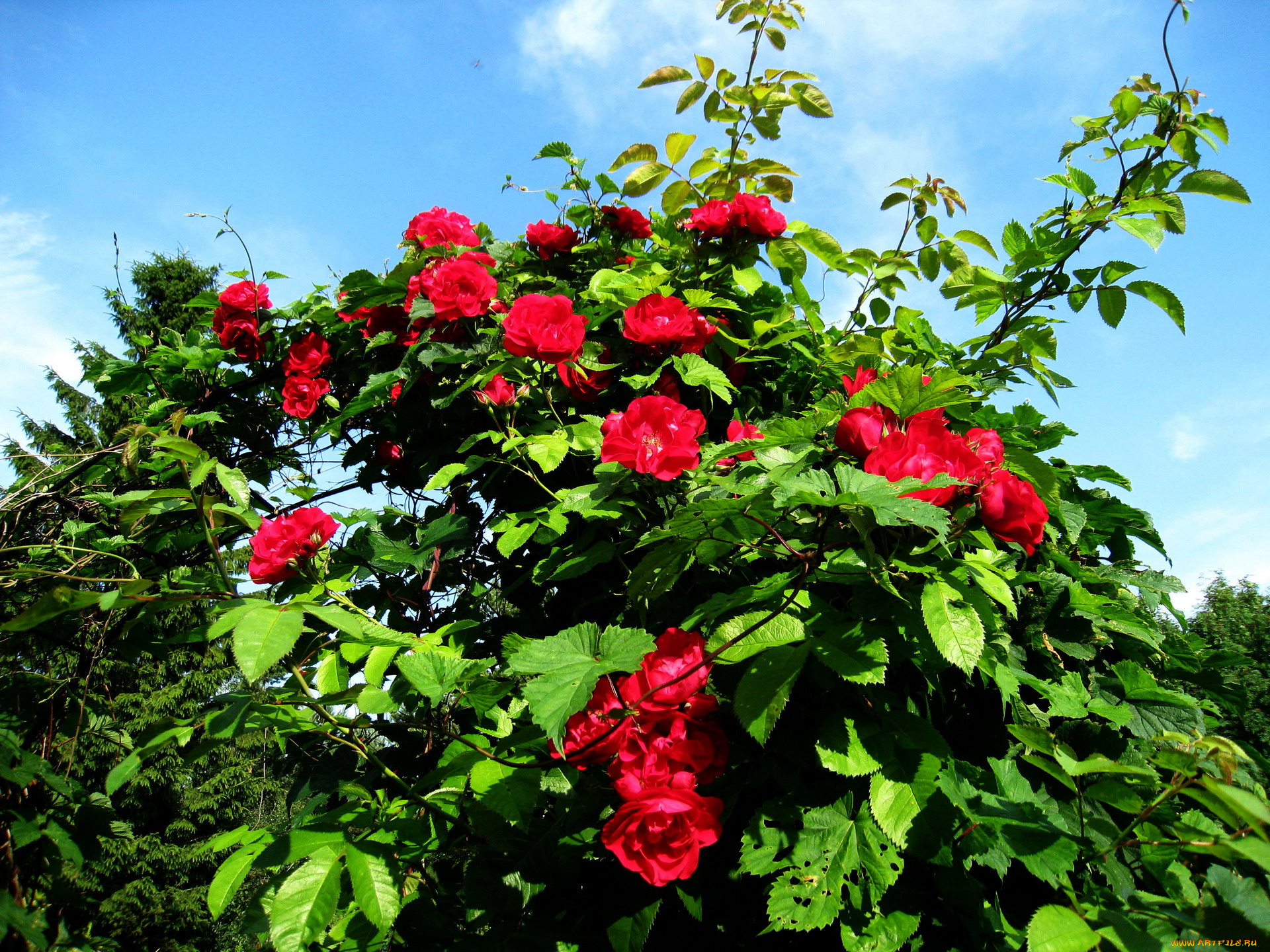 цветы, розы, куст
