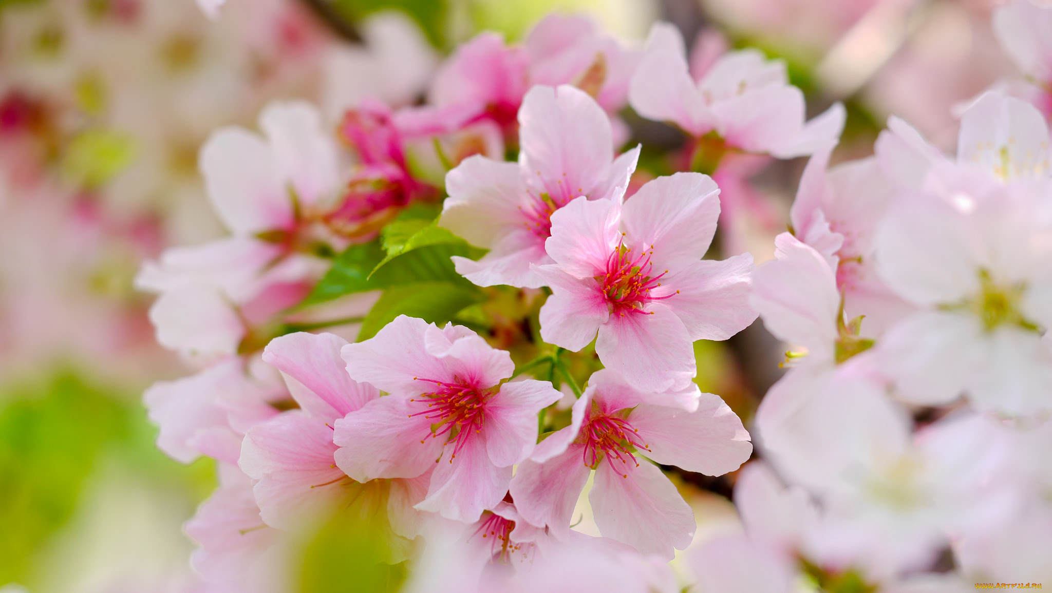 цветы, цветущие, деревья, , , кустарники, ветка, цветочки, цветение, листья