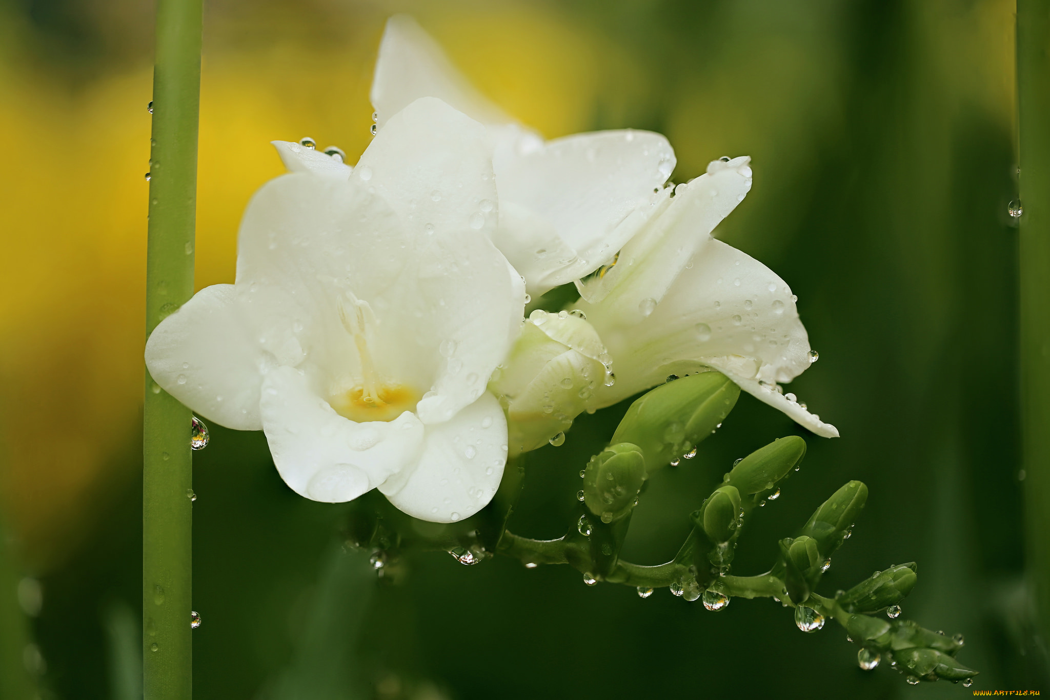 цветы, фрезия, лепестки, нежность, цветения