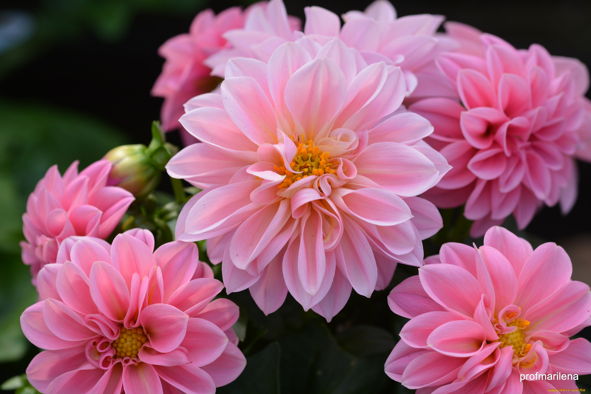 цветы, георгины, лепестки, розовый, цветение, георгин