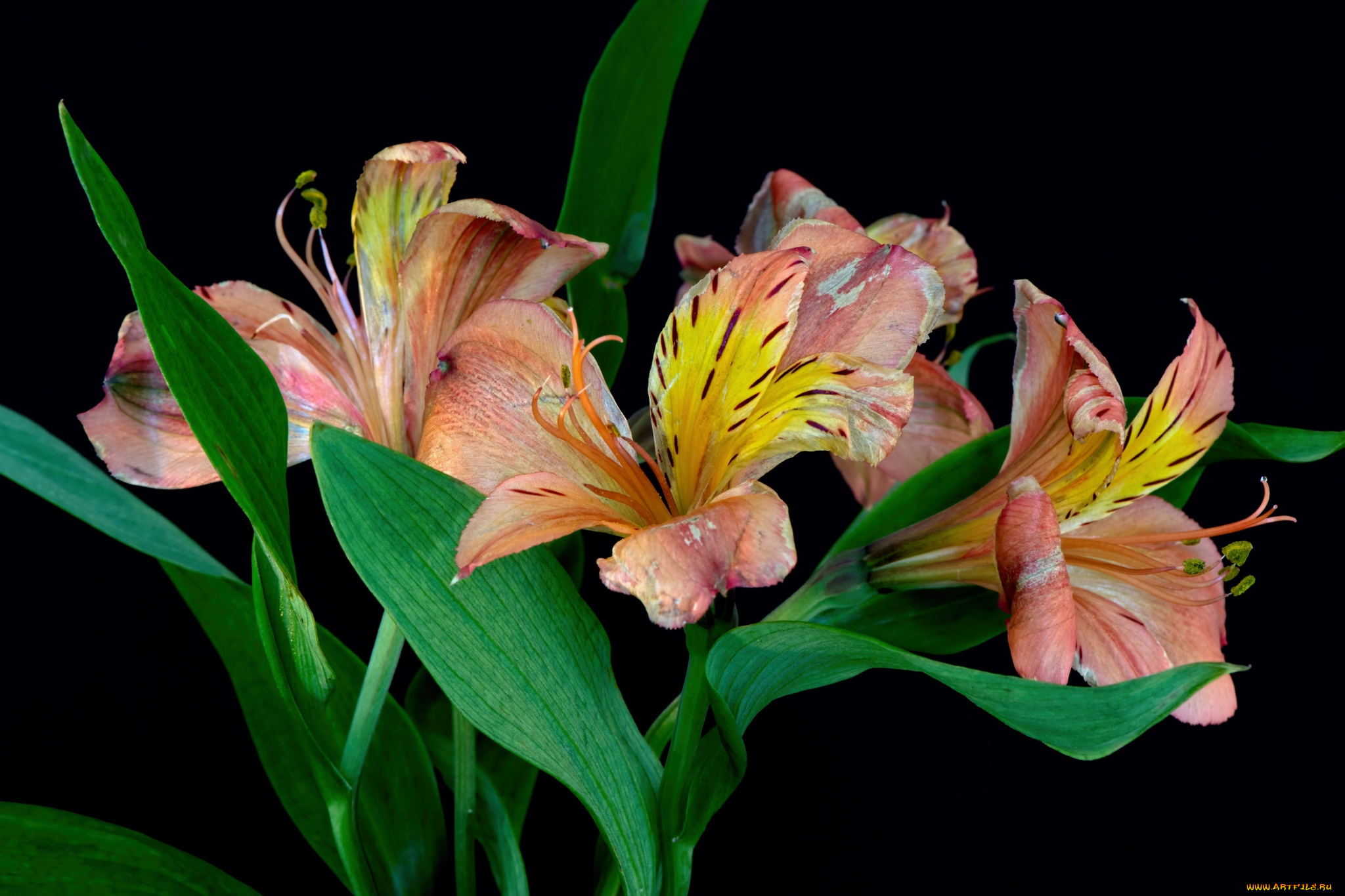 цветы, лилии, , лилейники, лилия