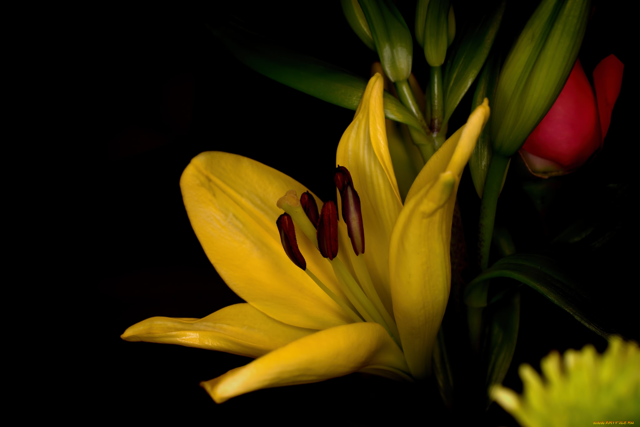 цветы, лилии, , лилейники, лилия