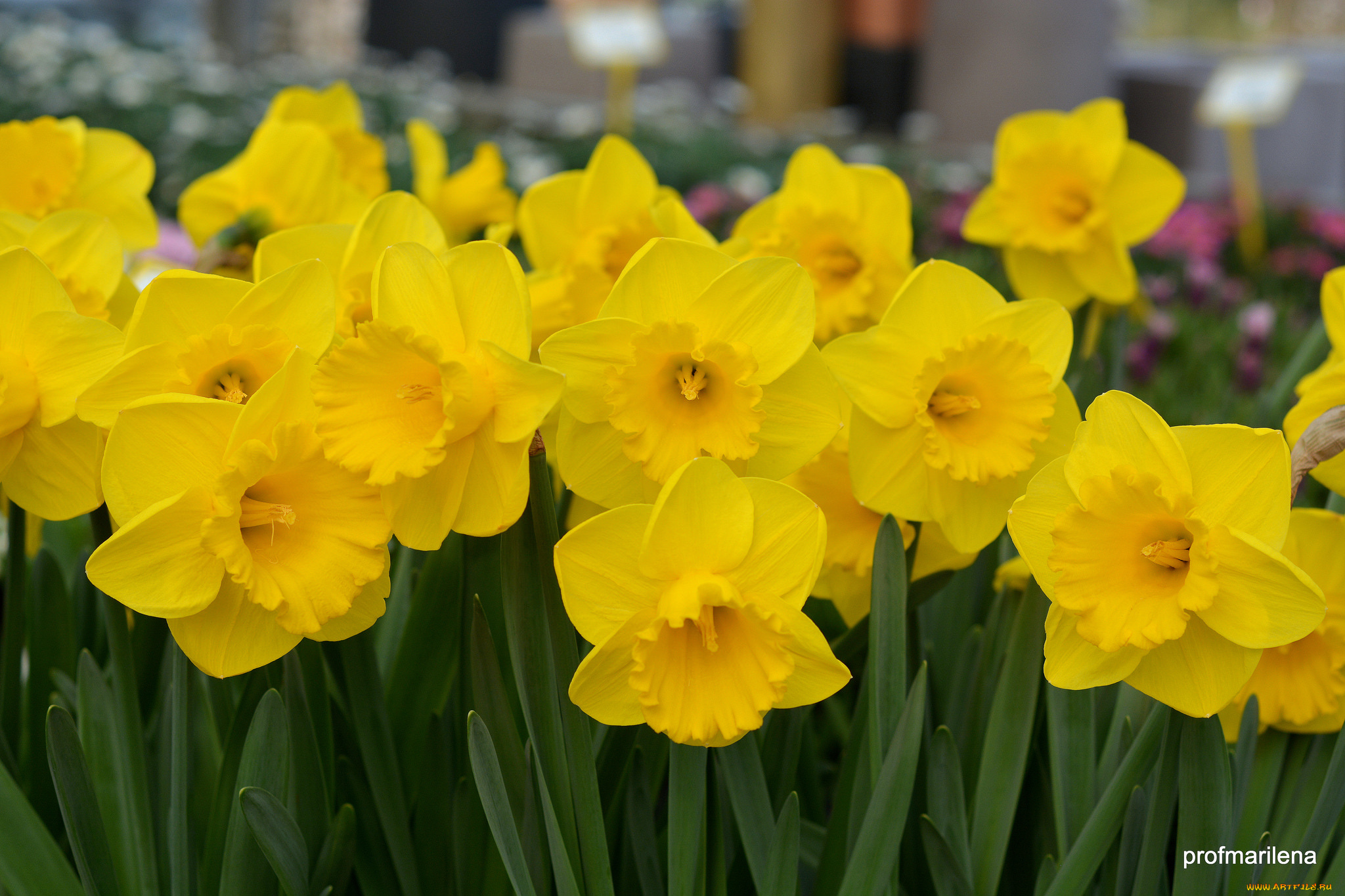 цветы, нарциссы, желтый, цветение, нарцисс, лепестки