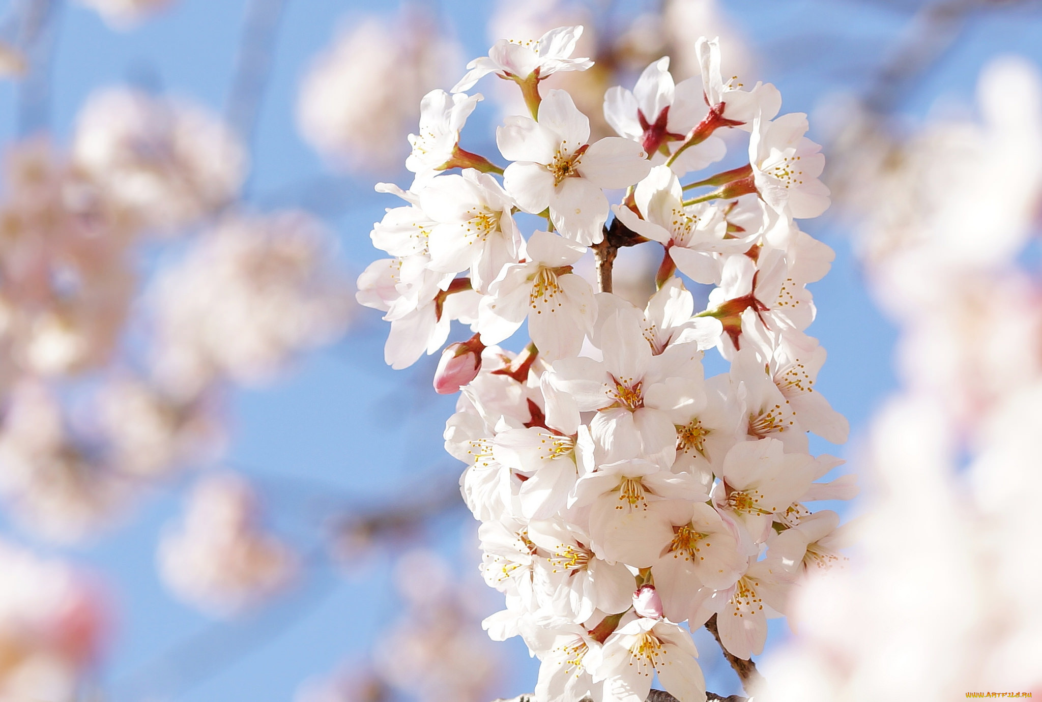 цветы, цветущие, деревья, , , кустарники, цветущая, веточка, цветки, листья, ветка