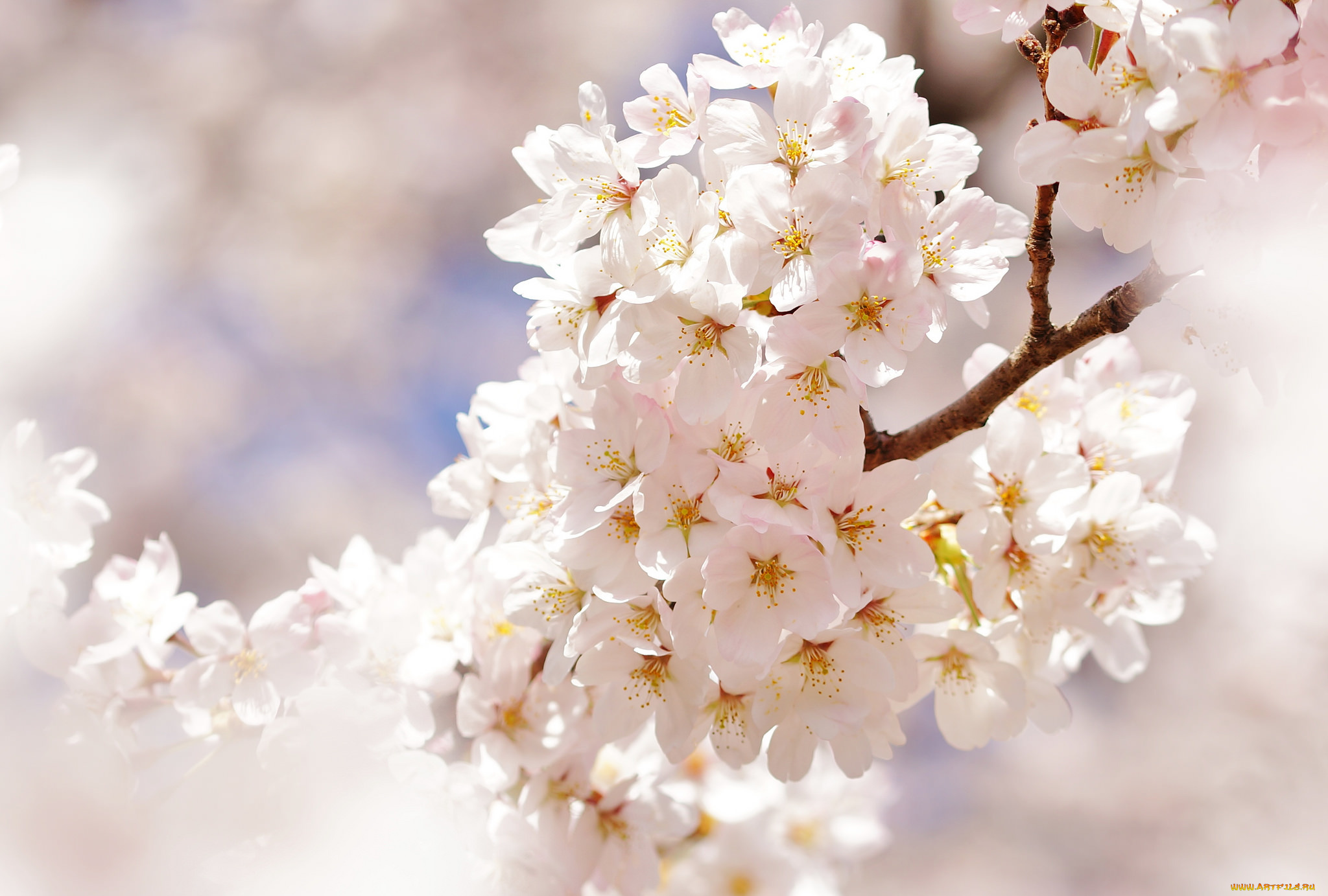 цветы, цветущие, деревья, , , кустарники, цветение, ветка, белые, цветочки, листья