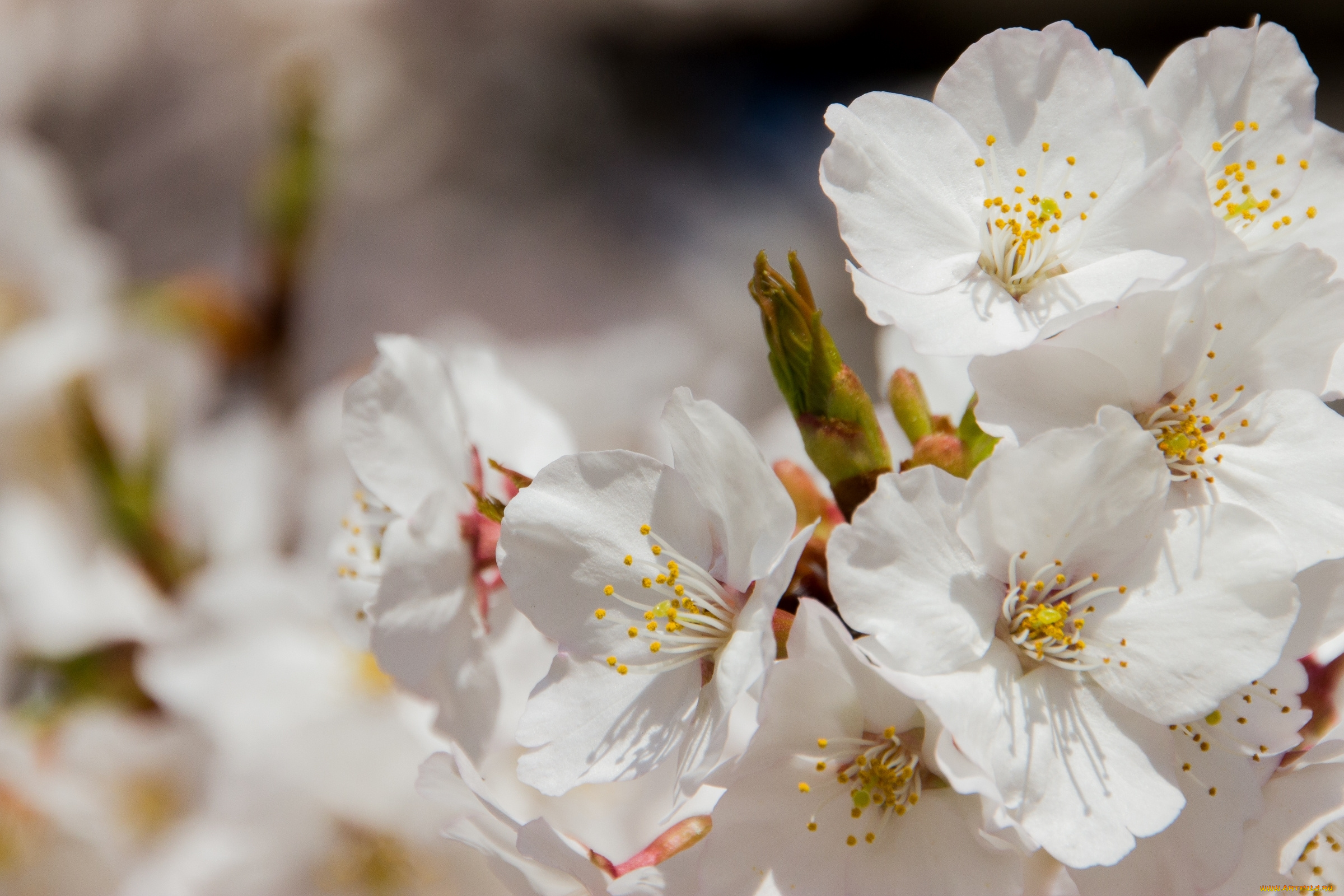 цветы, цветущие, деревья, , , кустарники, макро, весна, лепестки