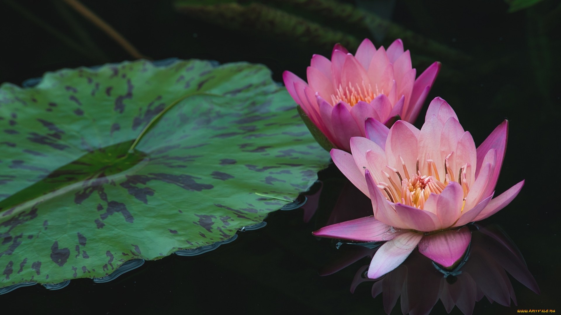 цветы, лилии, водяные, , нимфеи, , кувшинки, водяная, лилия, нимфея, розовая, вода, отражение