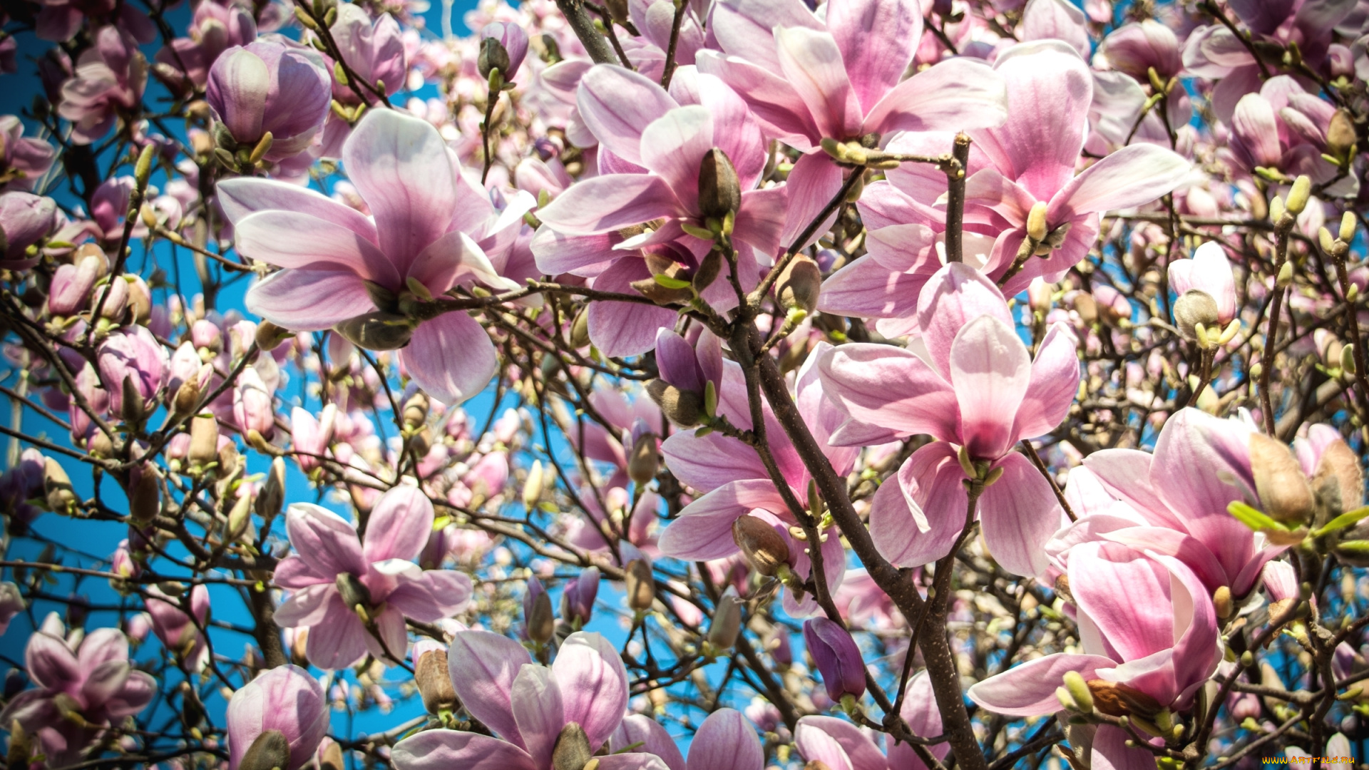 цветы, магнолии, макро, весна, дерево, магнолия, розовый