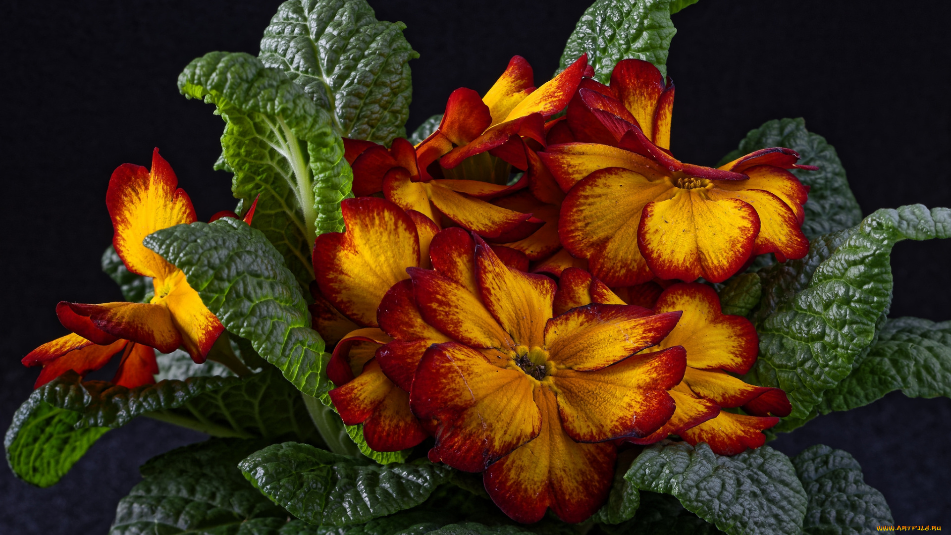 цветы, примулы, лепестки, листья