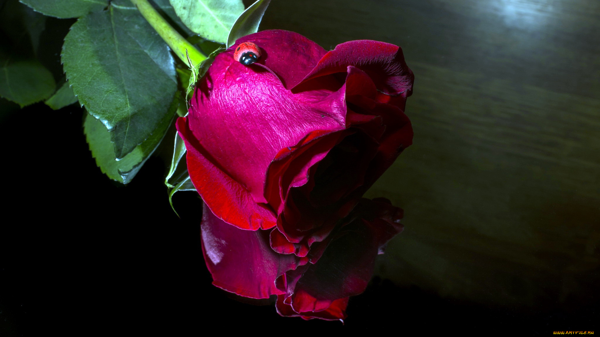 цветы, розы, божья, коровка