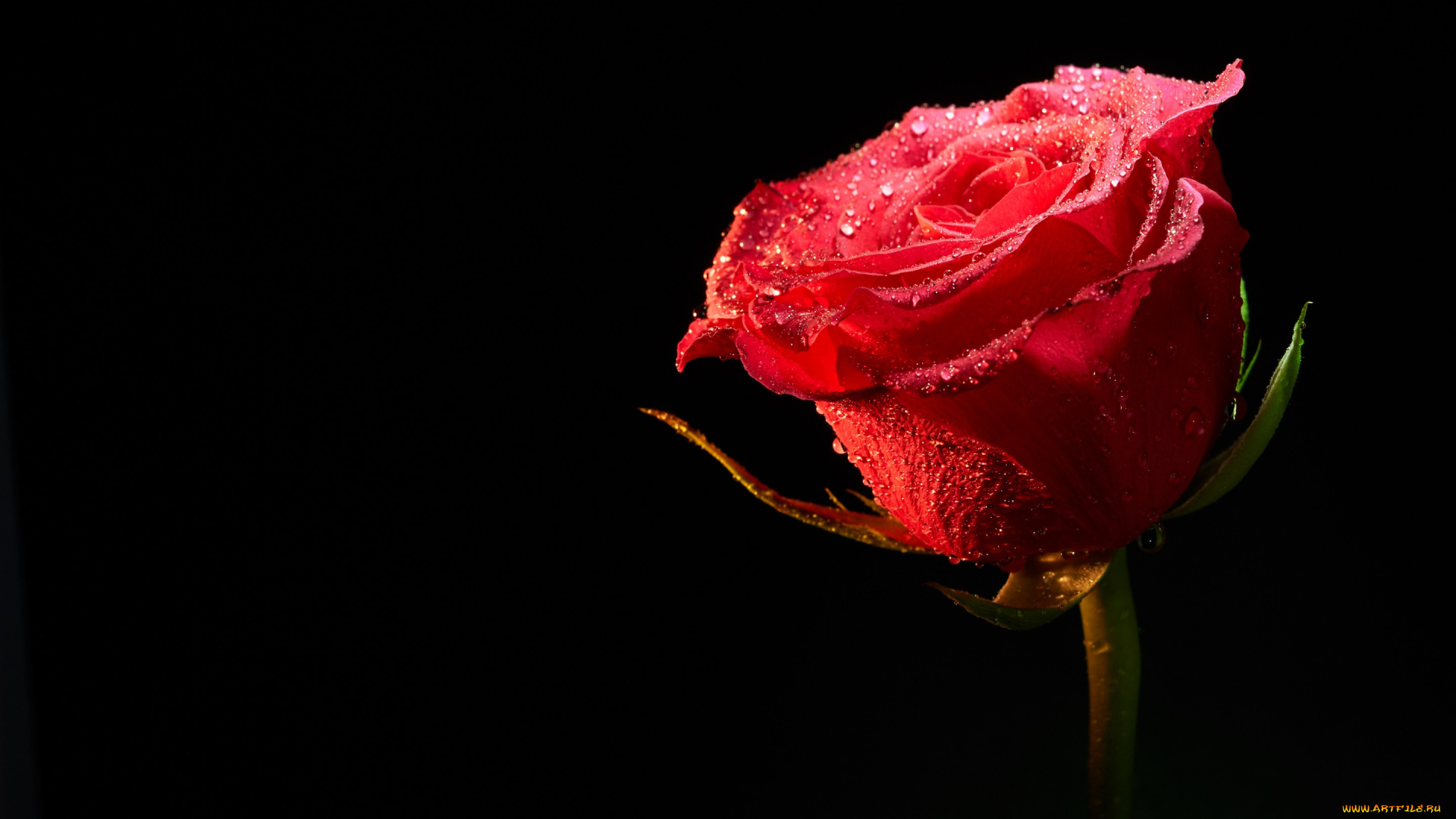 цветы, розы, цветок, роза, фон