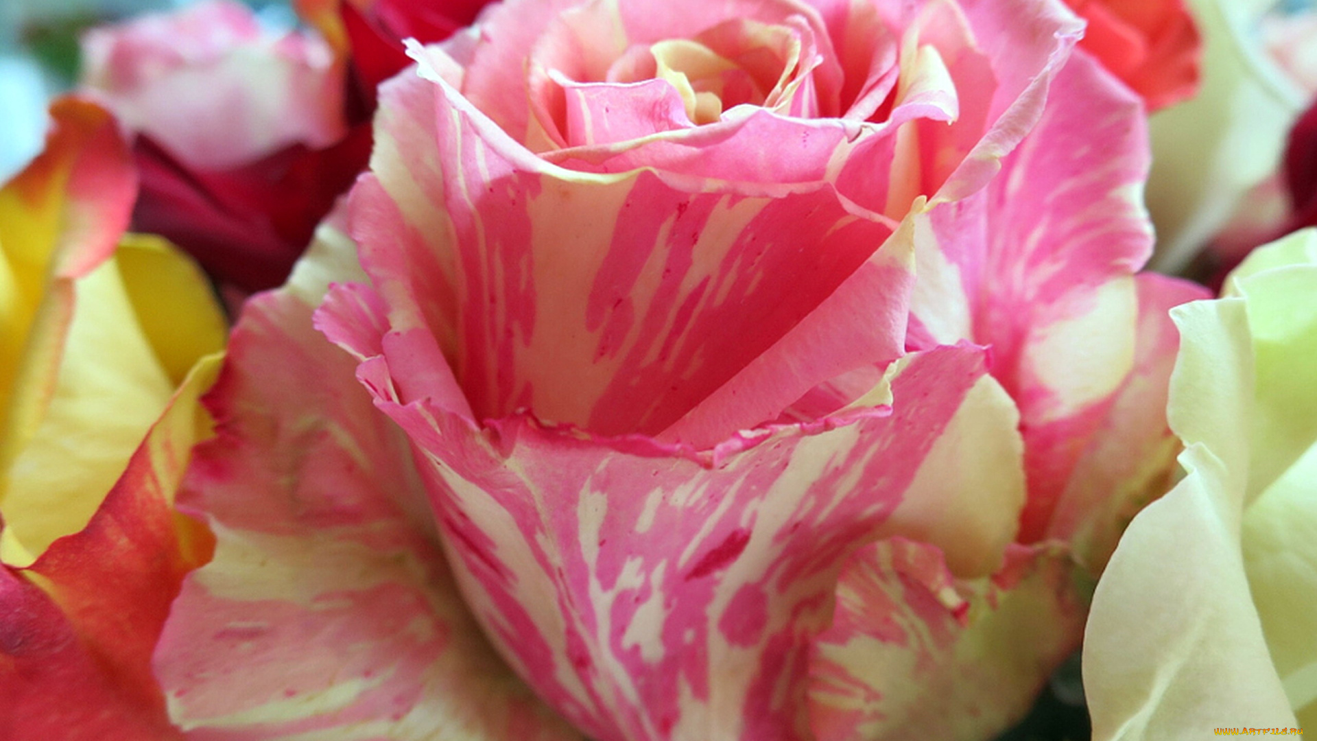 цветы, розы, макро