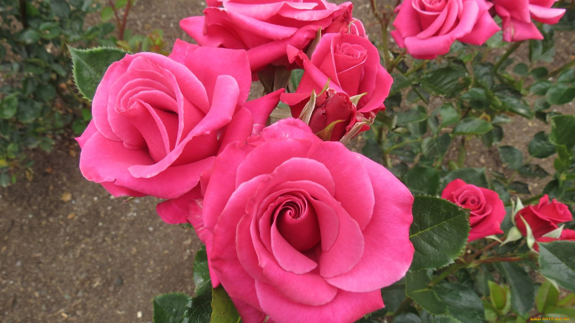 цветы, розы, розовый