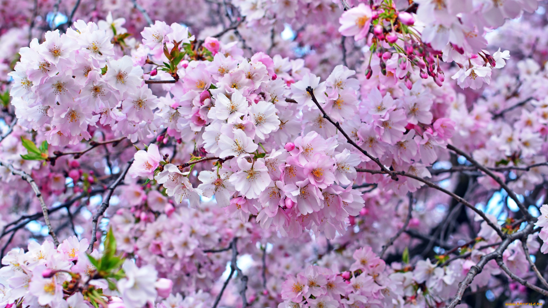 цветы, сакура, , вишня