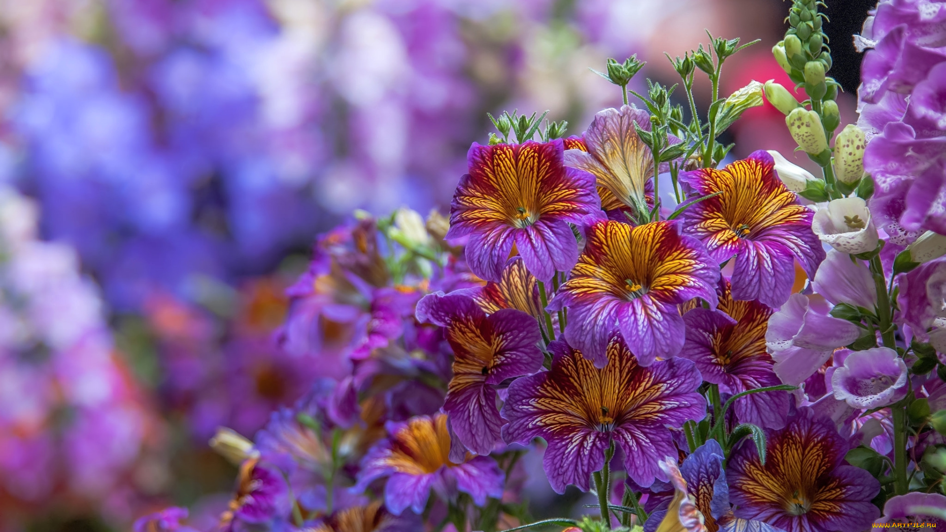 цветы, сальпиглоссис, сальпиглосис, наперстянка, макро, лиловый, дигиталис