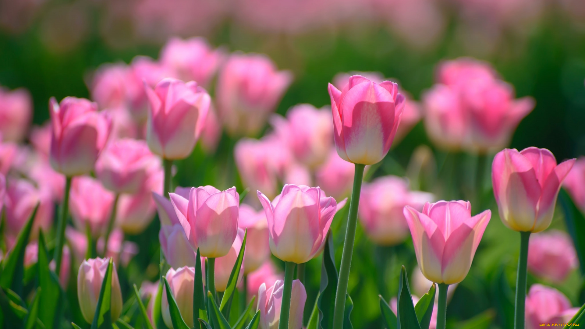 цветы, тюльпаны, розовый, весна, бутоны