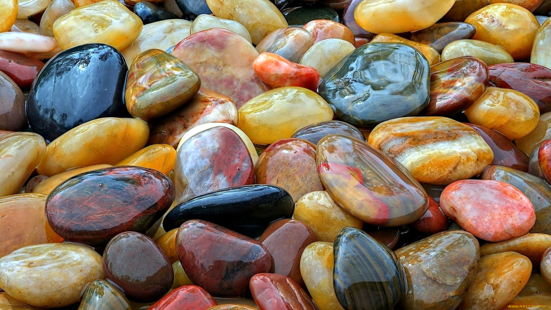 разное, ракушки, , кораллы, , декоративные, и, spa-камни, камешки