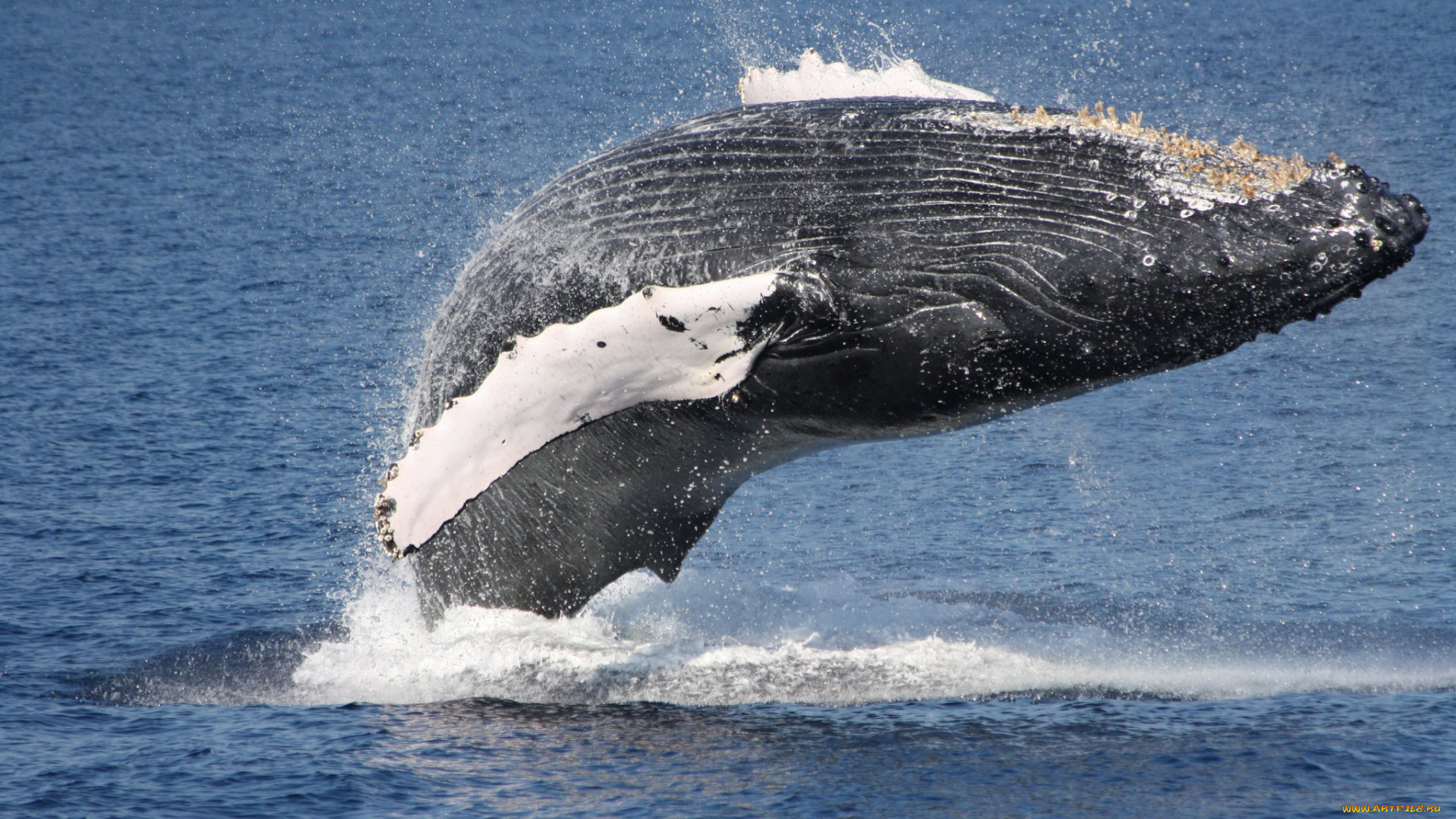 животные, киты, , кашалоты, кит, млекопитающее, морские, море, океан, прыжок