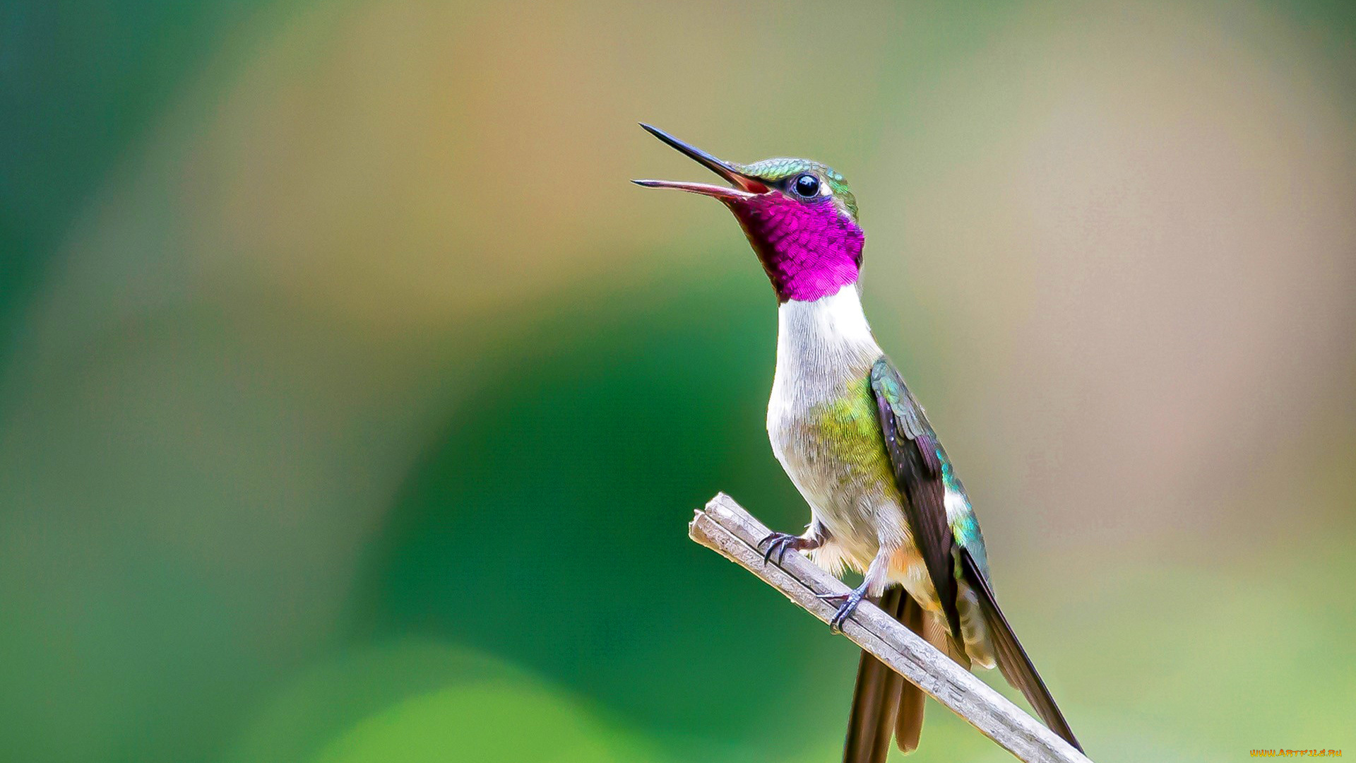 животные, колибри, птица