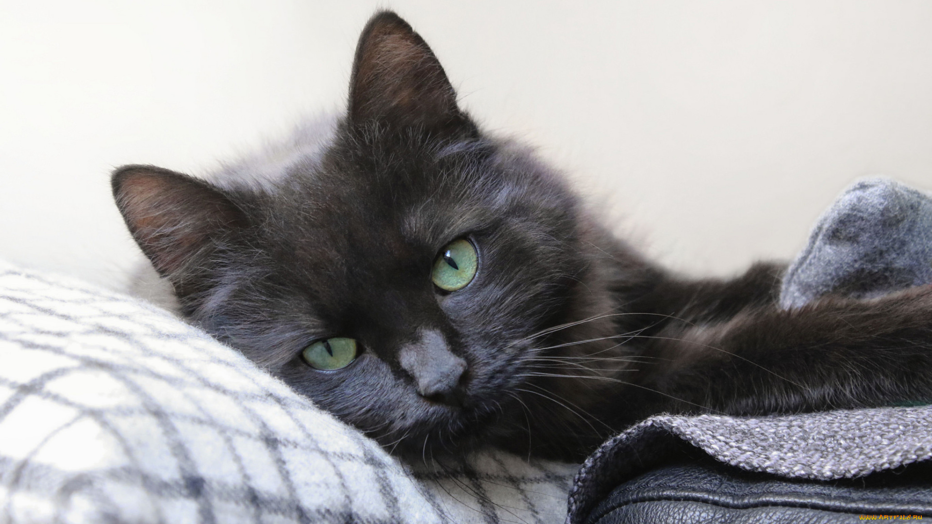 животные, коты, кошка, взгляд, фон