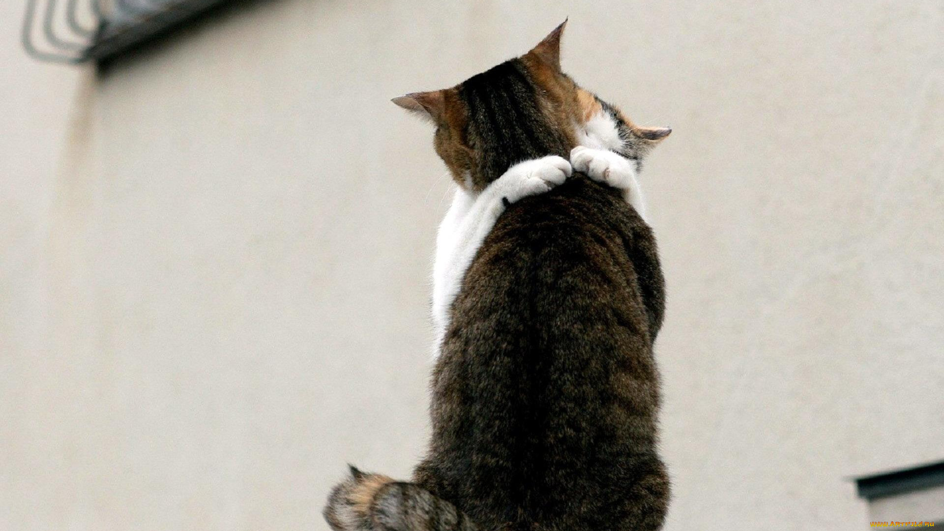 животные, коты, кошки, объятия, стена