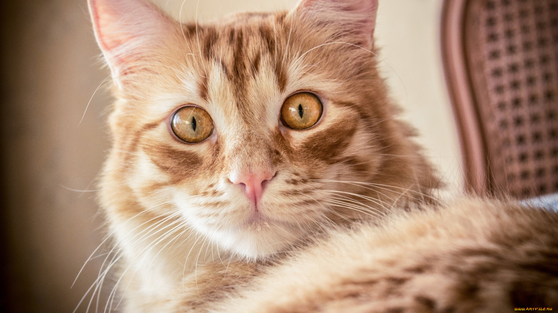 животные, коты, кот