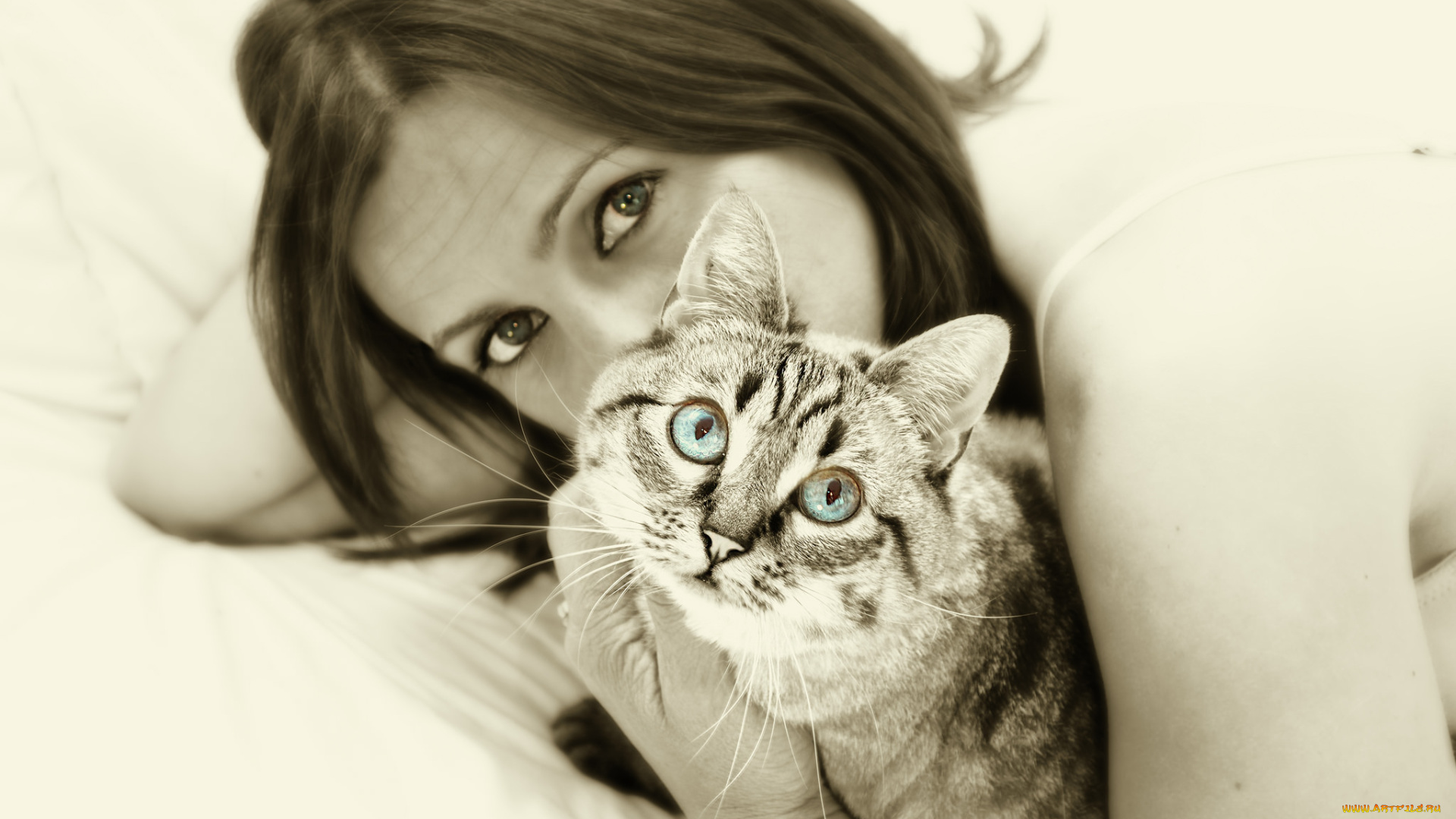 животные, коты, кот, девушка