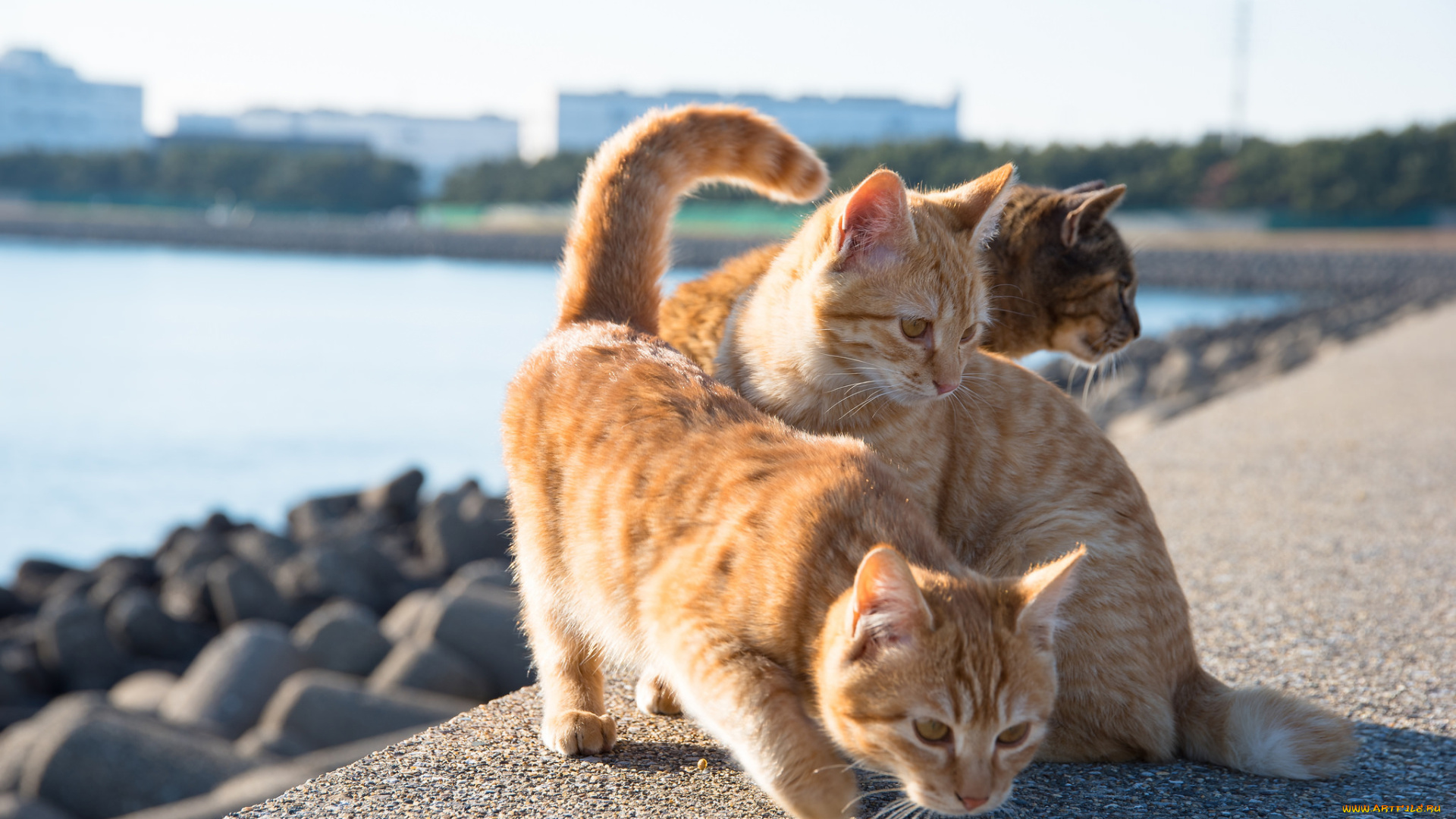 животные, коты, котята