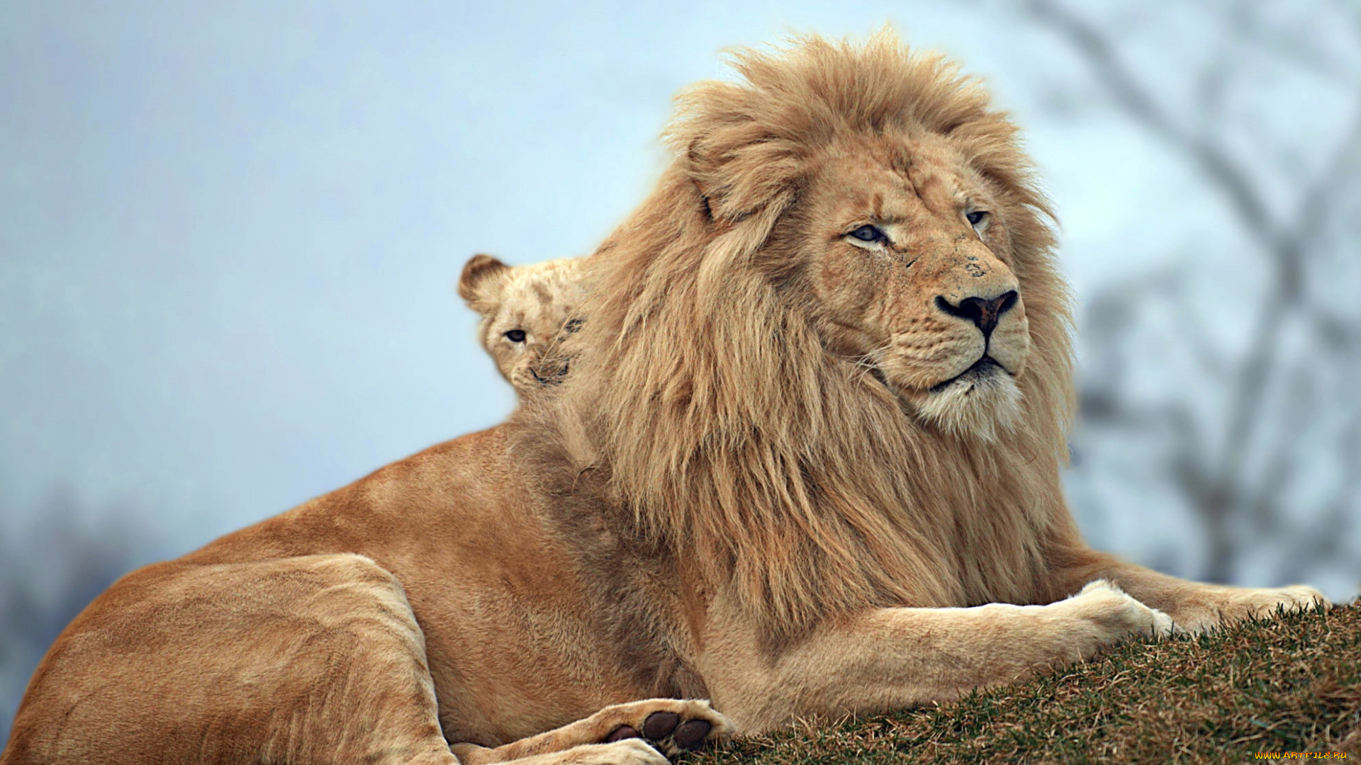 животные, львы, звери, природа