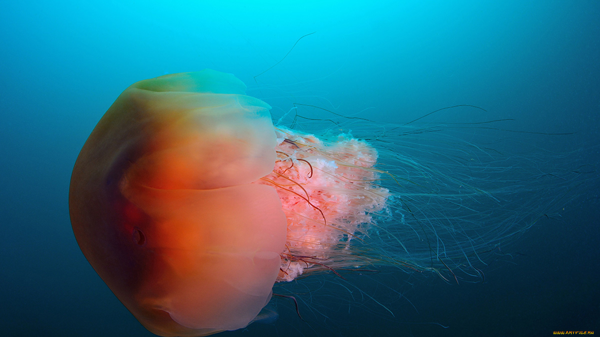 животные, медузы, медуза, подводный, мир, море, океан