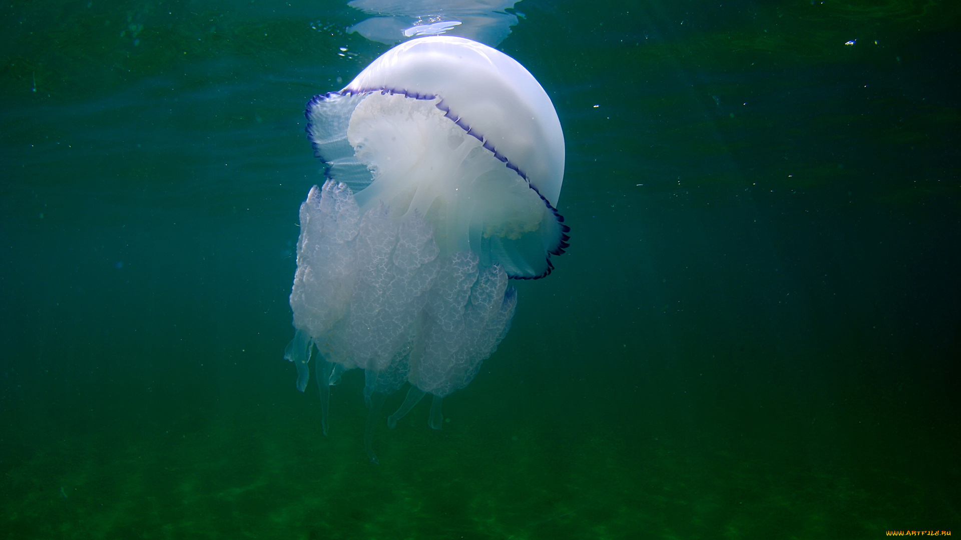 животные, медузы, медуза, подводный, мир, море, океан