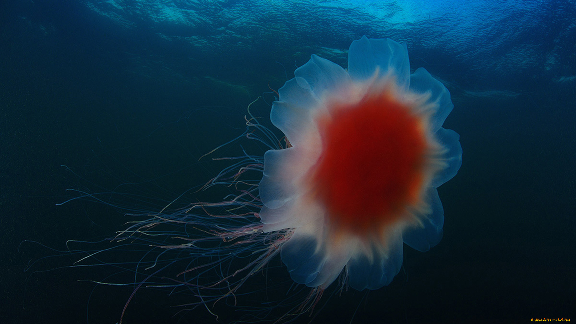 животные, медузы, медуза, подводный, мир, море, океан