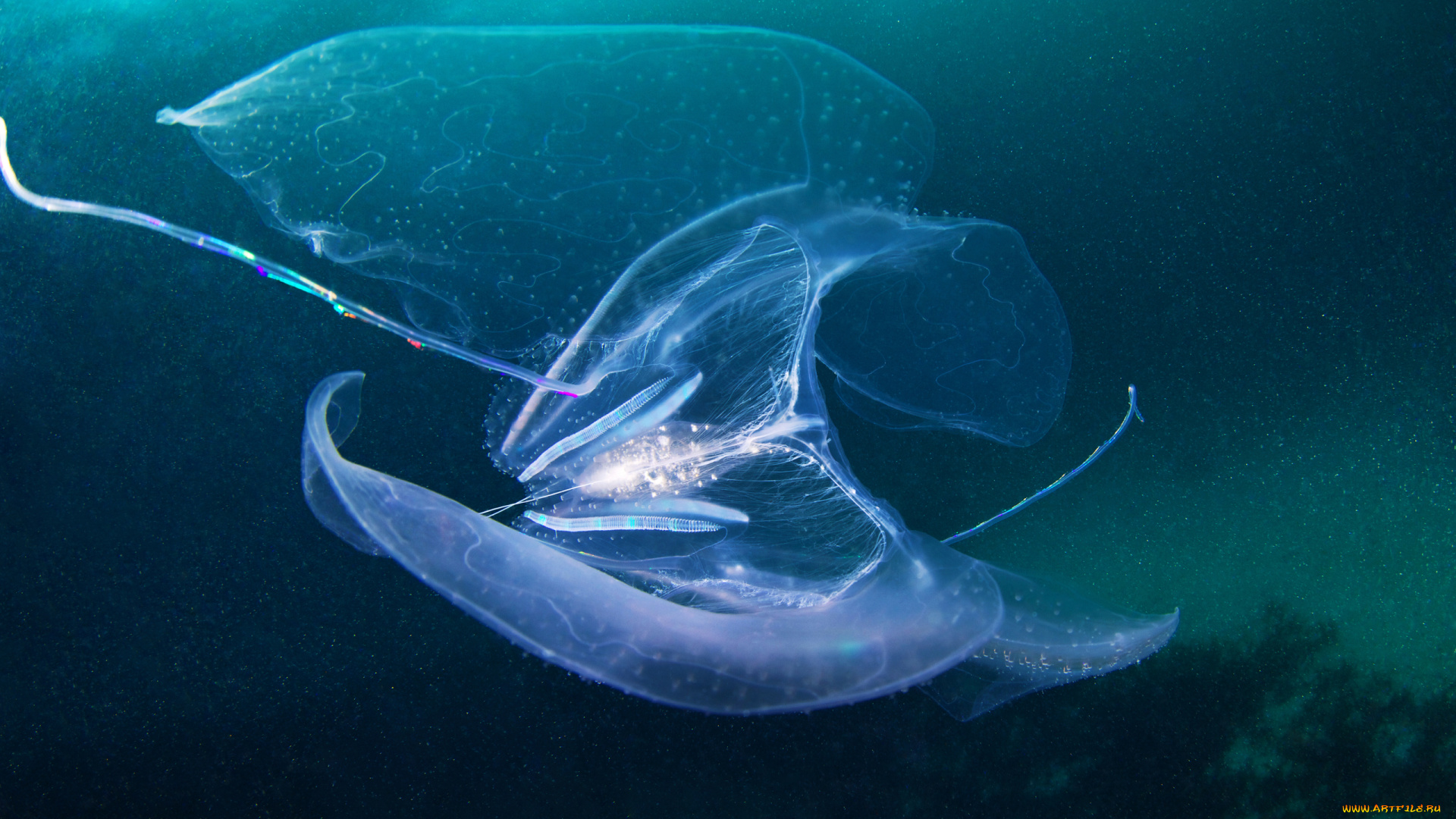 животные, медузы, медуза, подводный, мир, море, океан